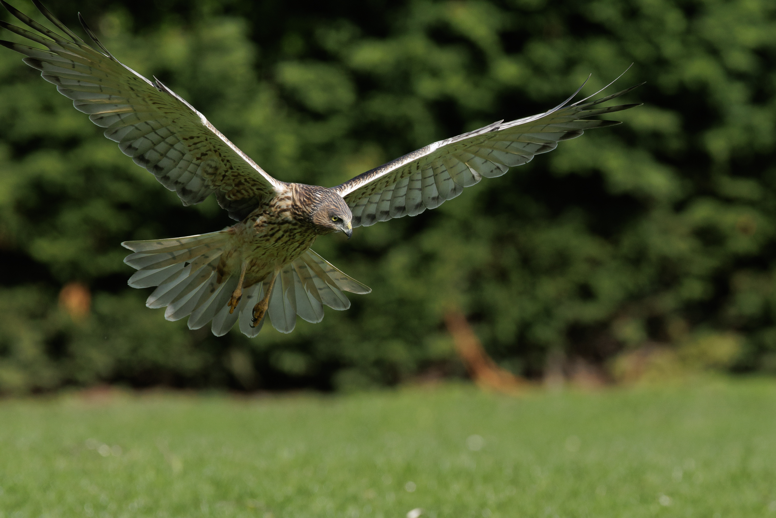 New Zealand Swamp Harrier