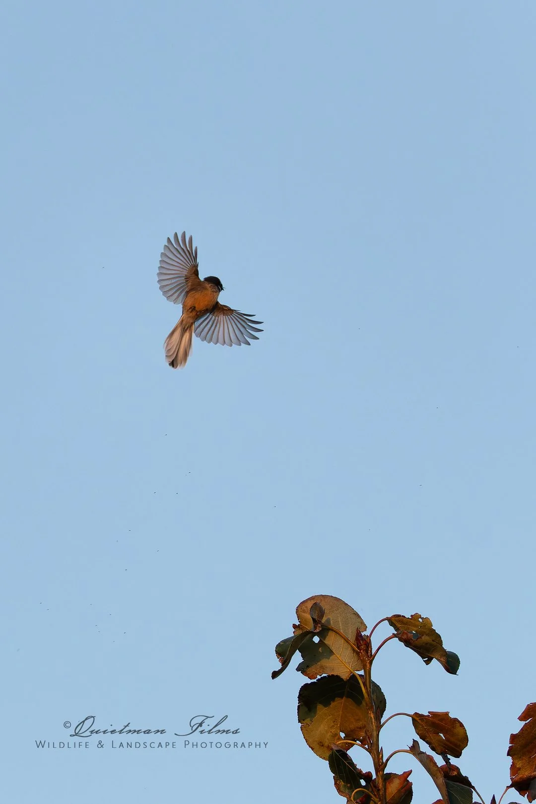 20260510-_J7A9152-copy.jpg