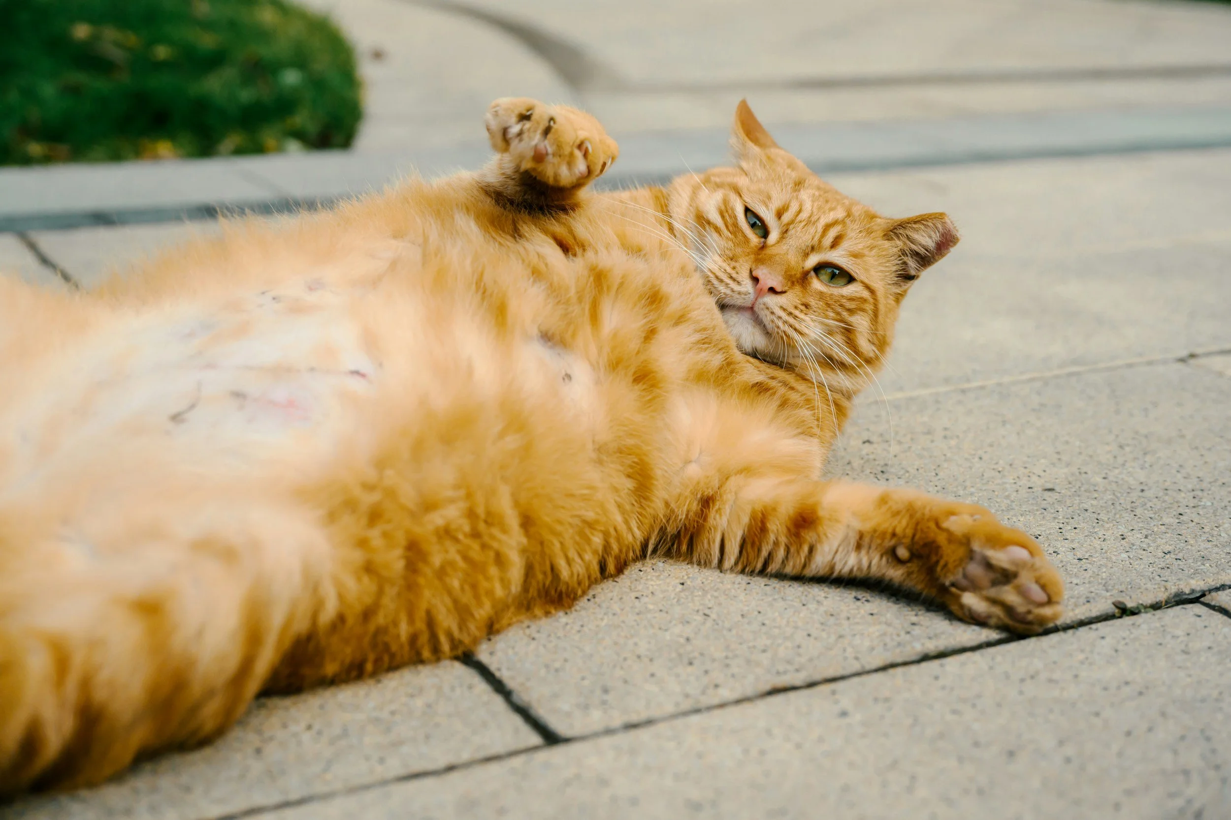 Why can’t I lose fat from my belly?