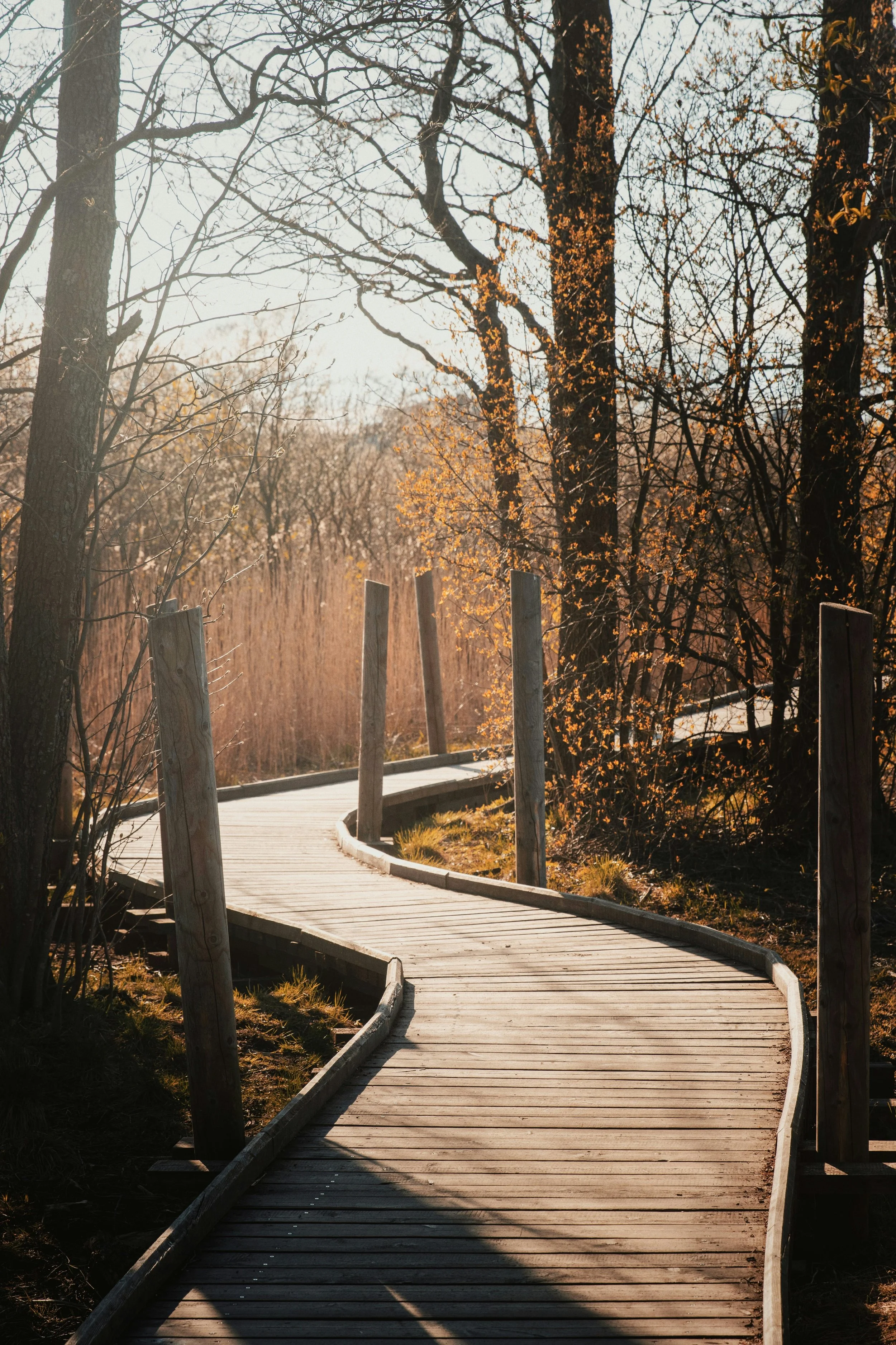 A wooden walkway winding through an autumn forest, symbolizing movement, transition, and the journey of finding direction and belonging through changing landscapes.