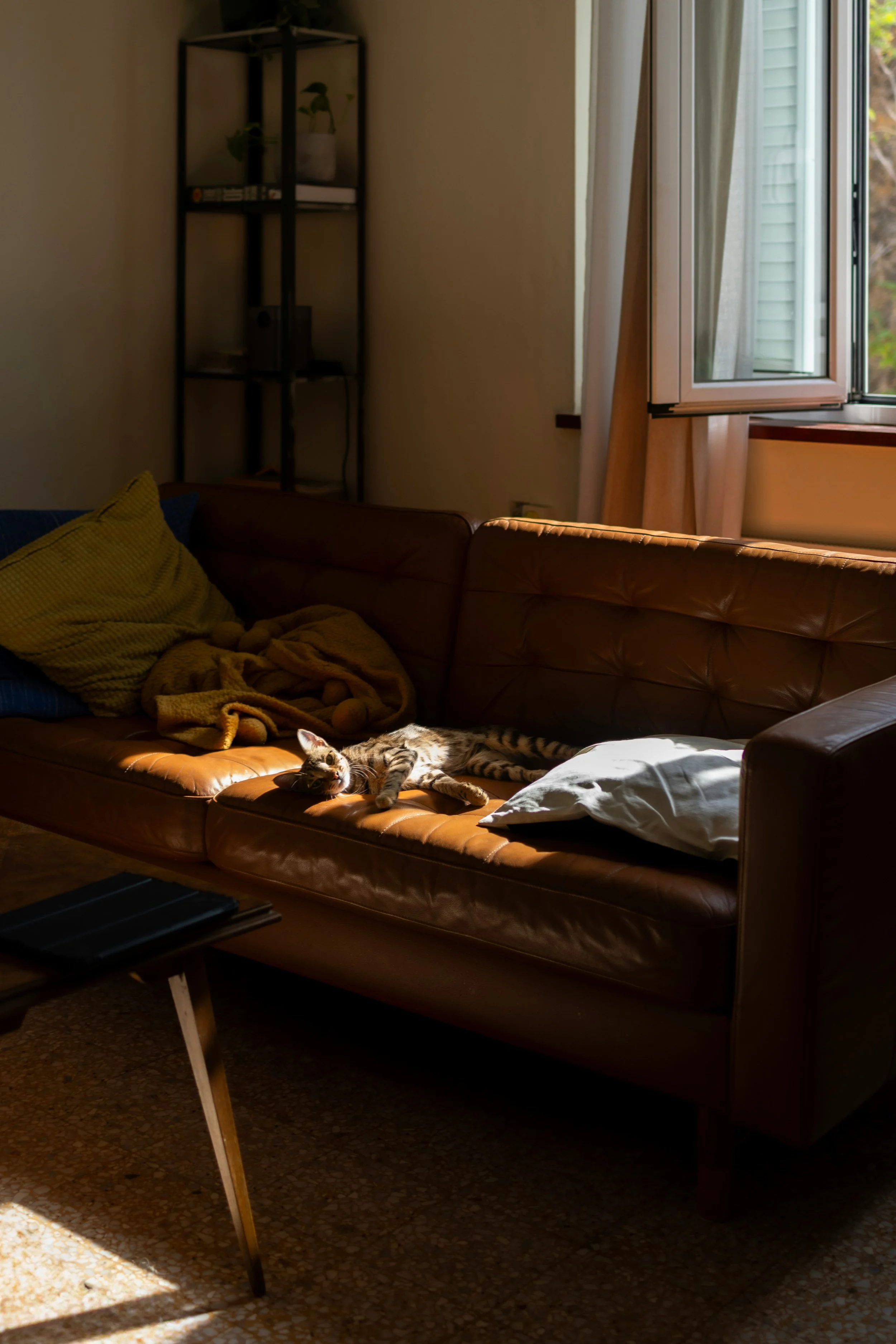 Sunlight streaming through an open window onto a brown leather sofa with a cat lying on it, surrounded by pillows and blankets in a cozy living room.