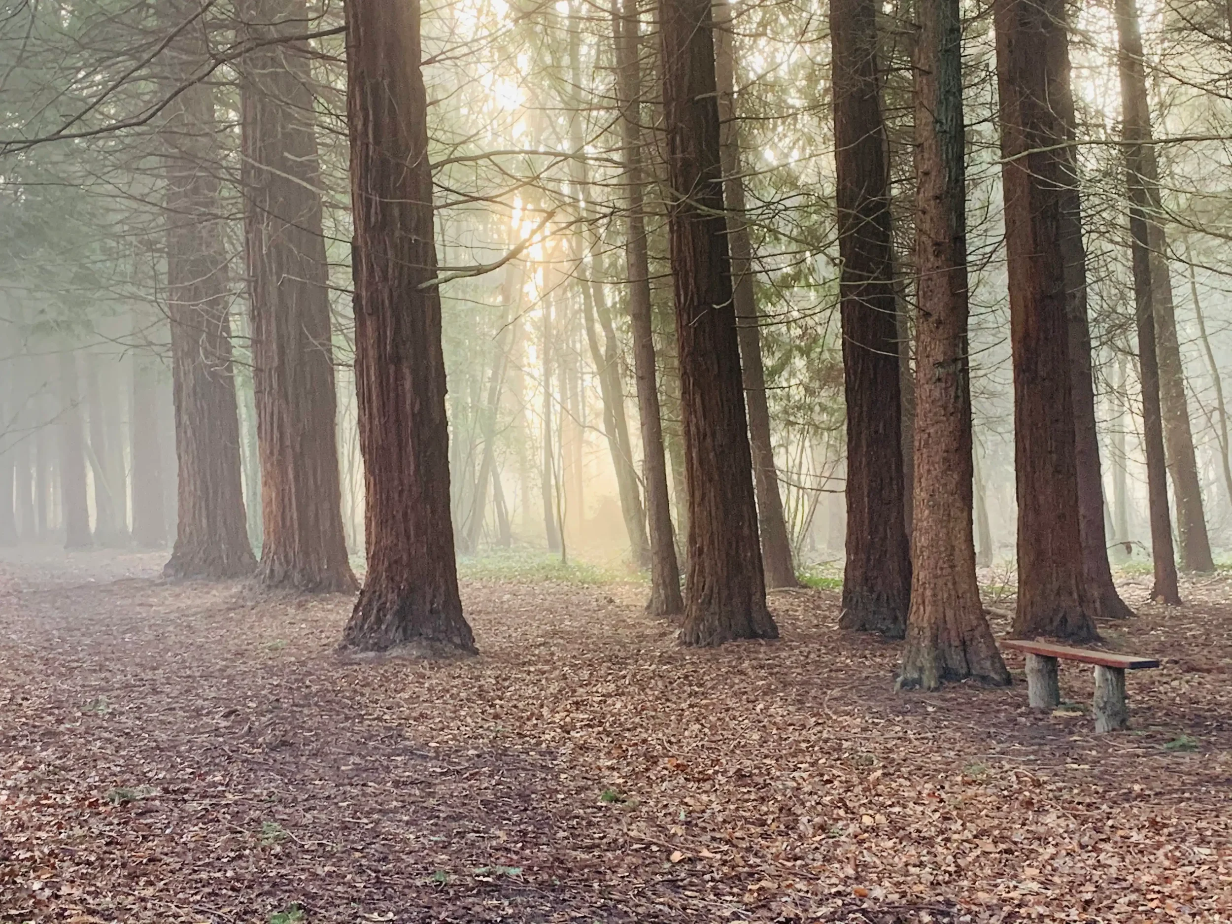 trees and bench