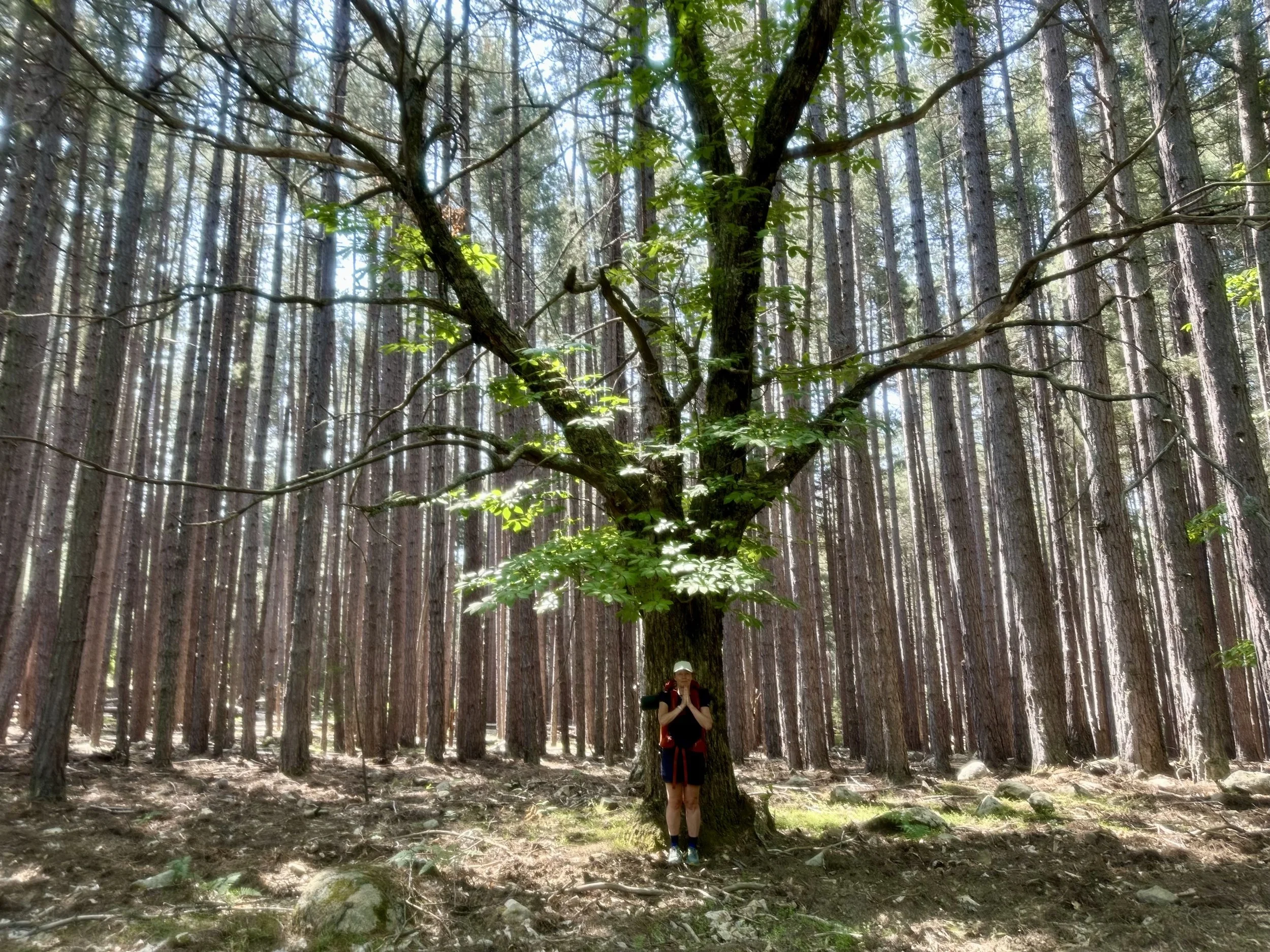 A person holding their hands together in front of a large tree in a dense forest.