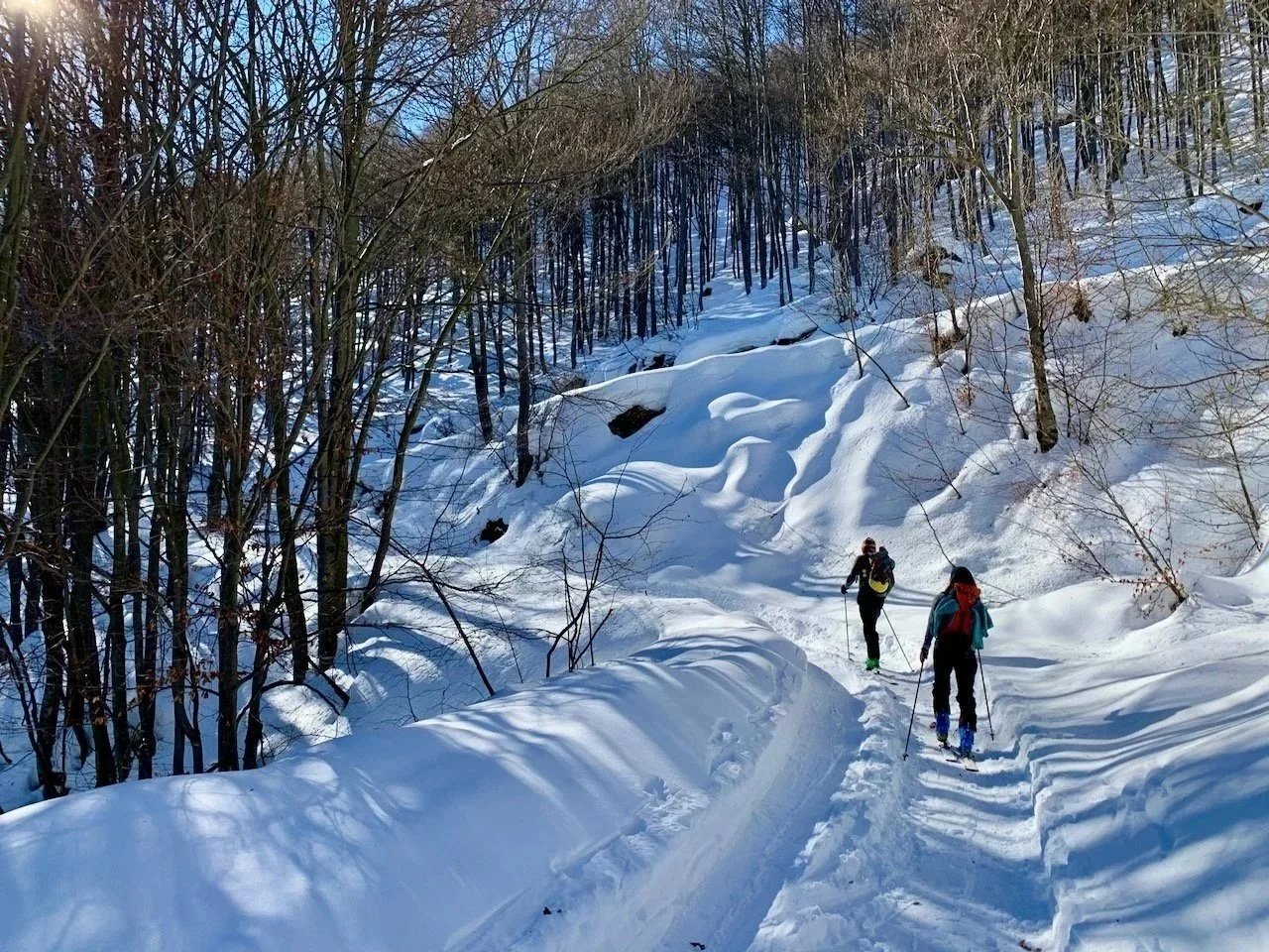 Two people cross-country skiing on a snowy trail through a wooded winter landscape with snow-covered trees and a clear blue sky.