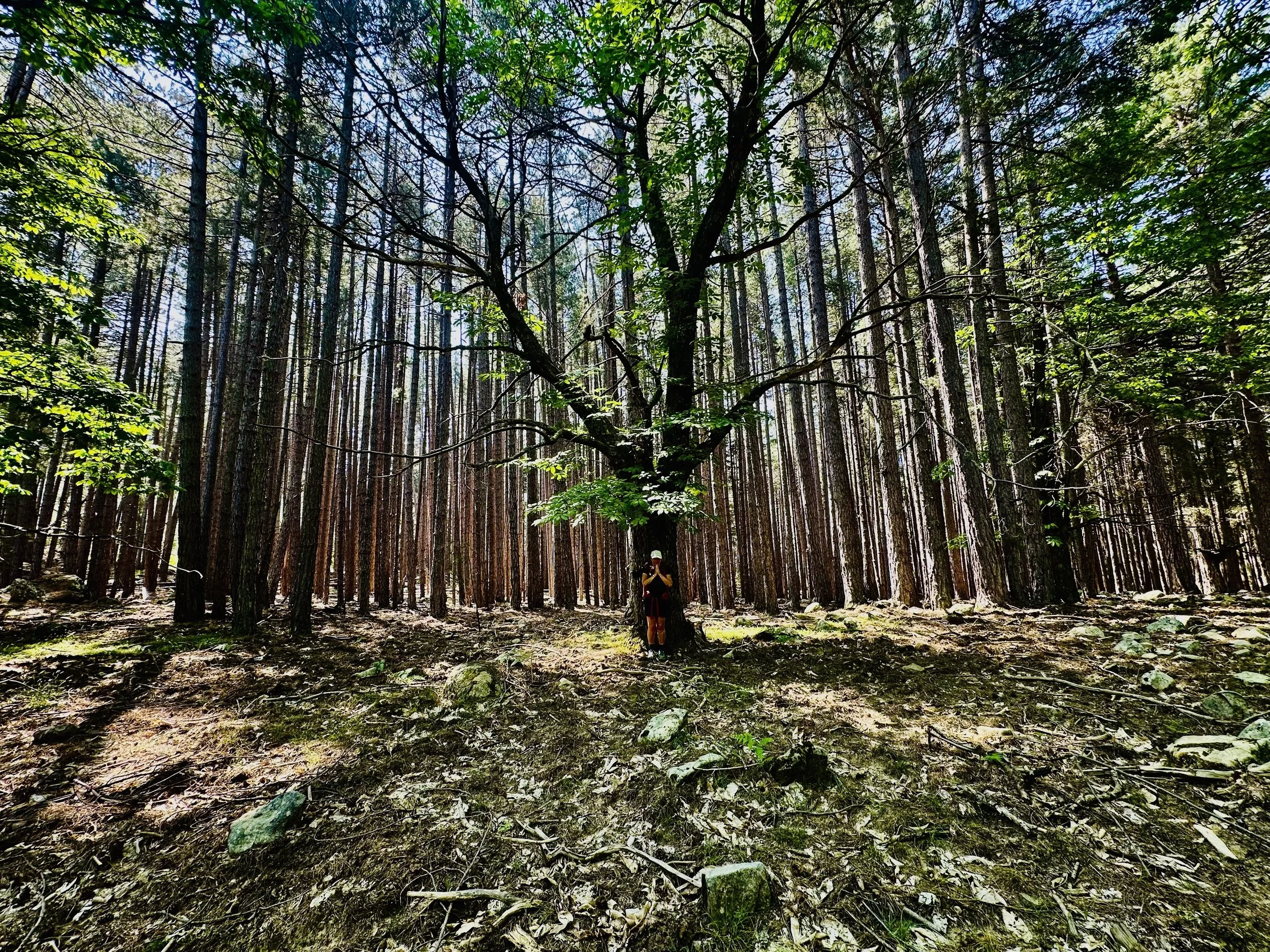 A person standing at the base of a large tree in a dense forest with tall trees and green foliage.