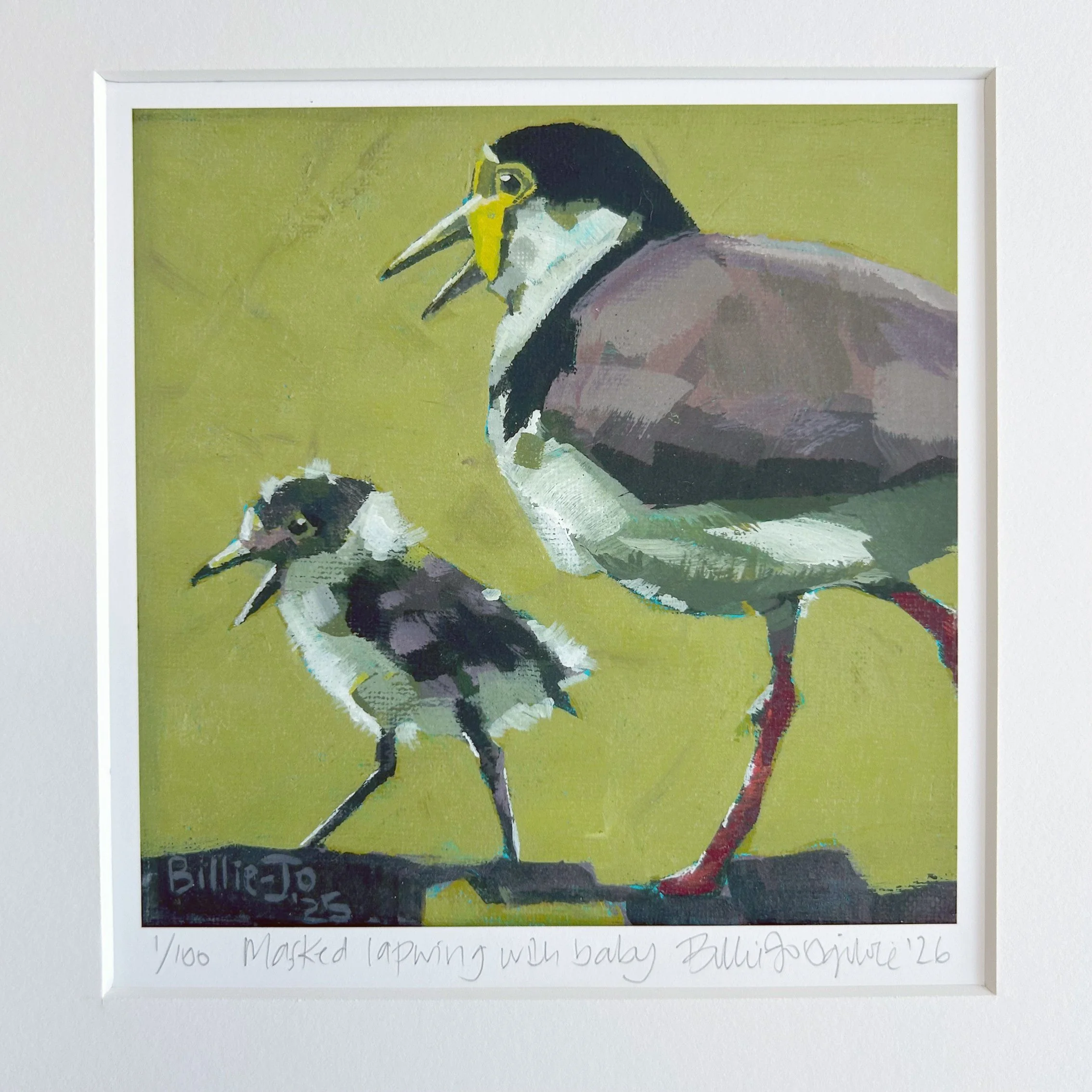 Masked lapwing 2.jpg