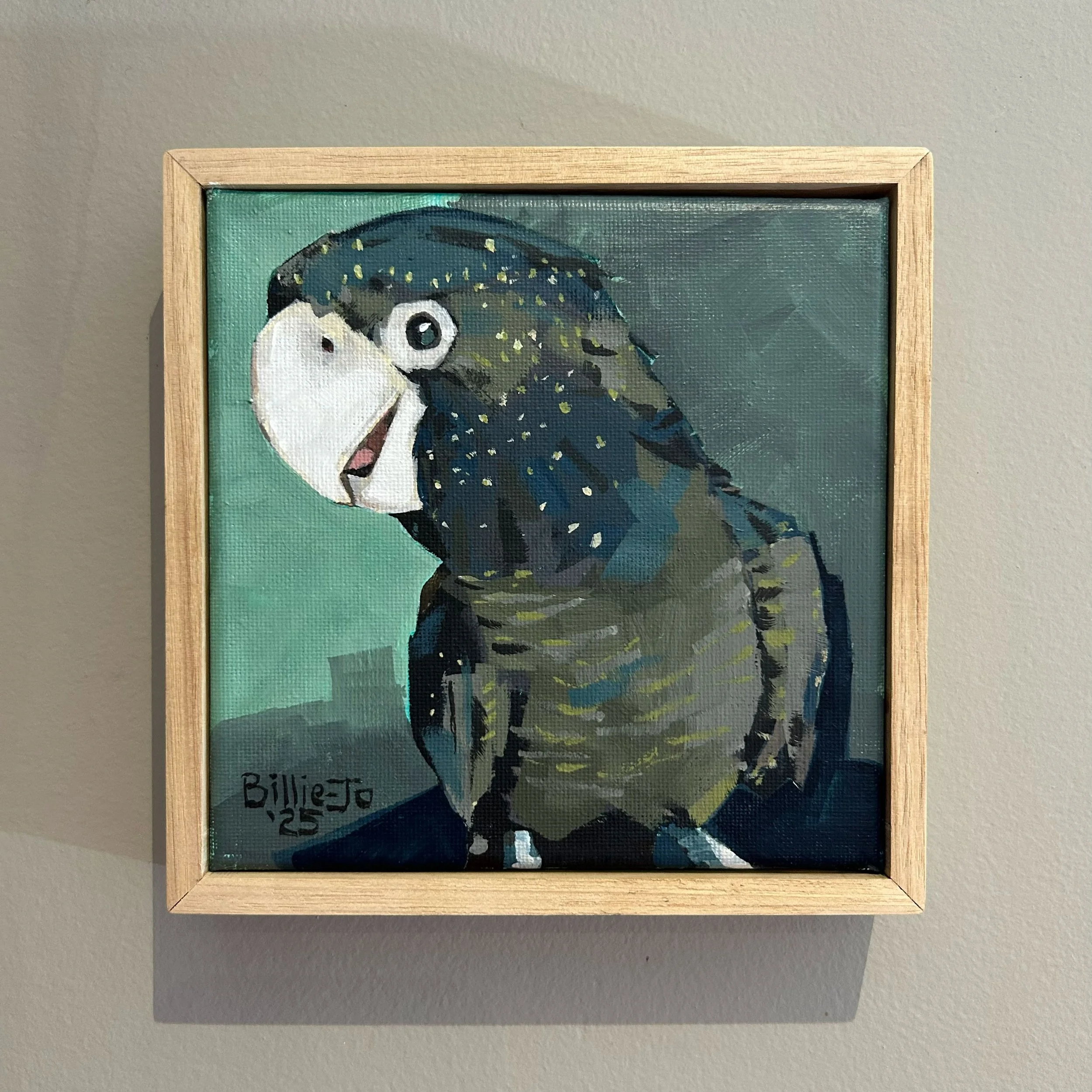 Young red-tailed black cockatoo