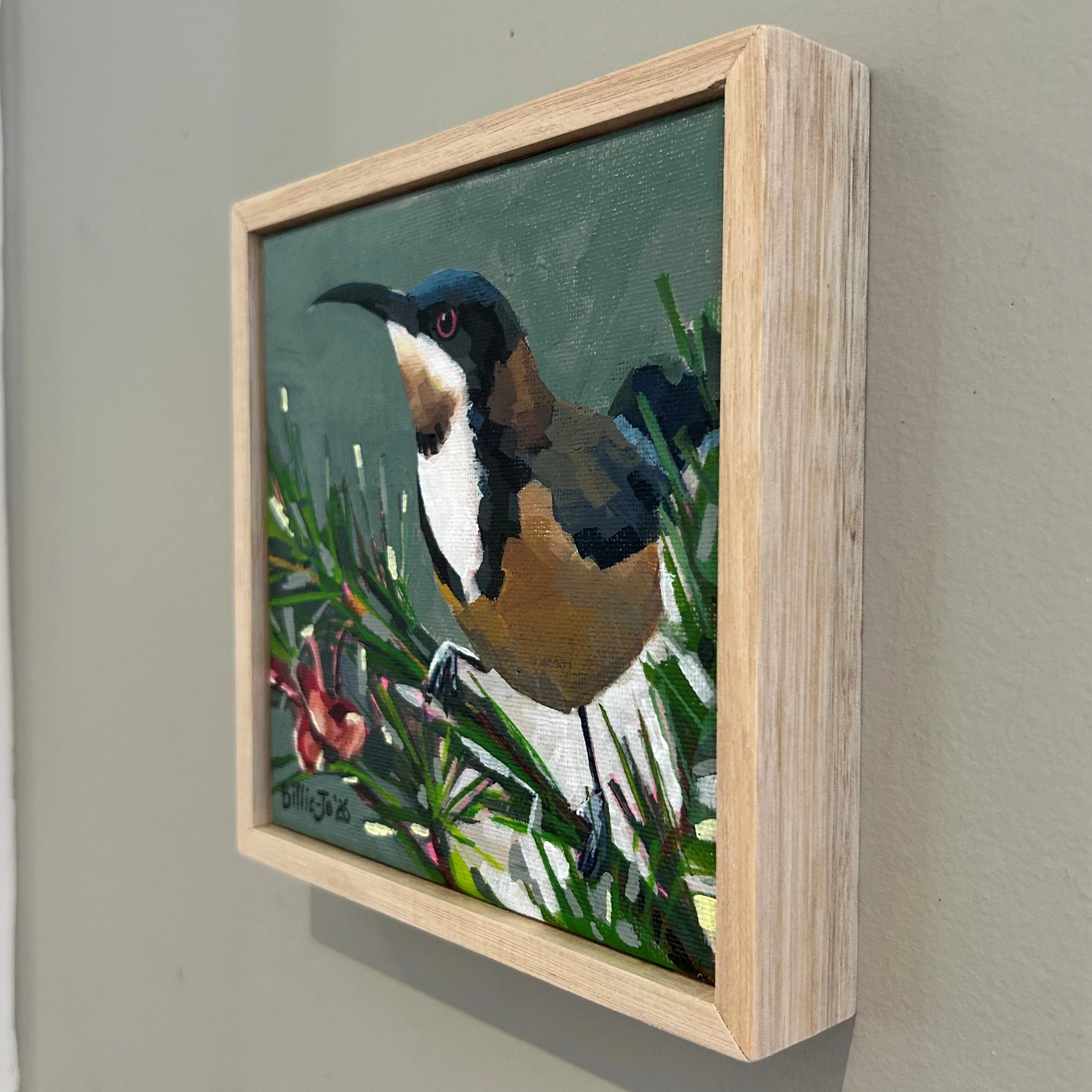 Eastern Spinebill 3.jpg