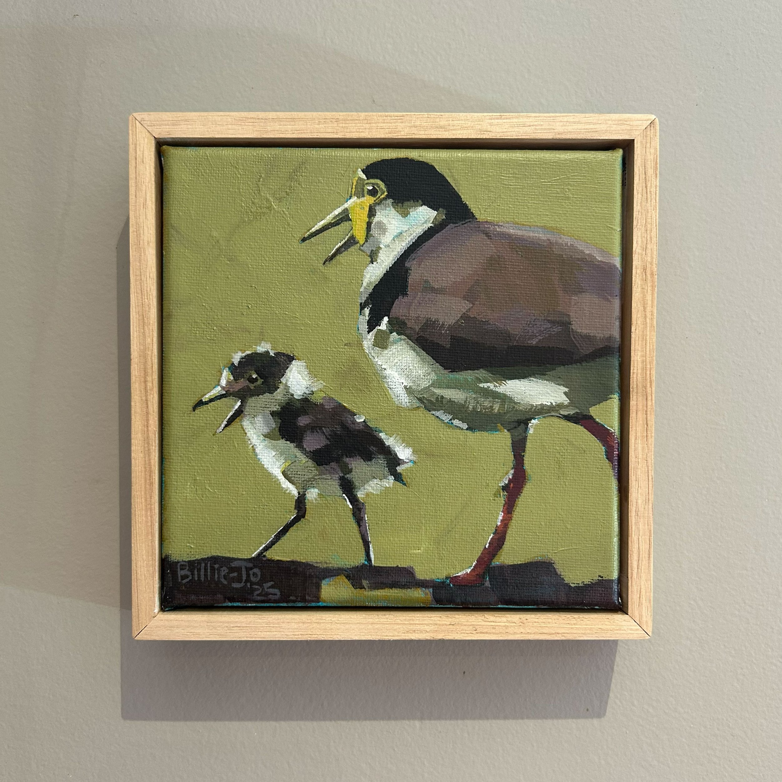 Masked lapwing with baby (Plover)