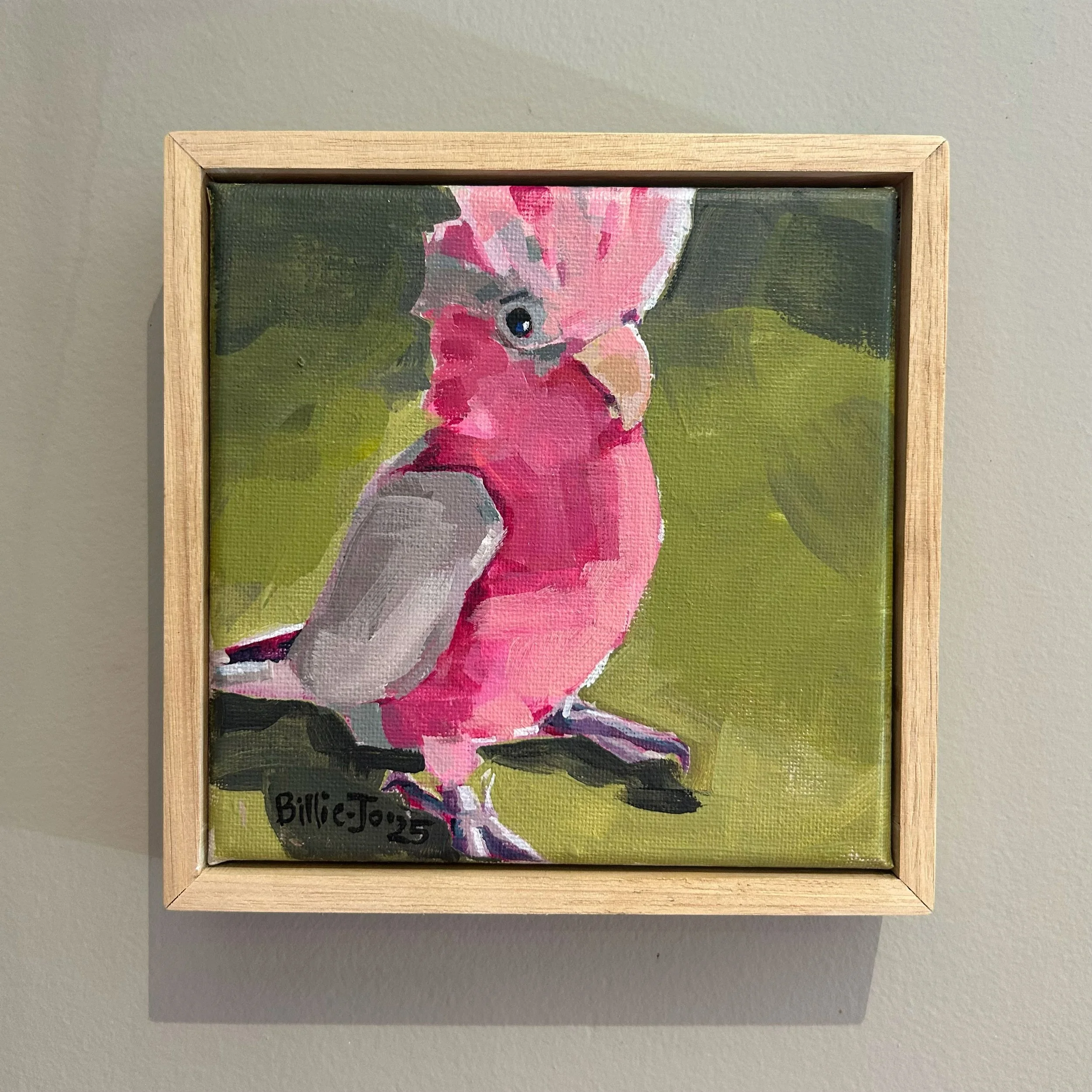 Galah (rose-breasted cockatoo)