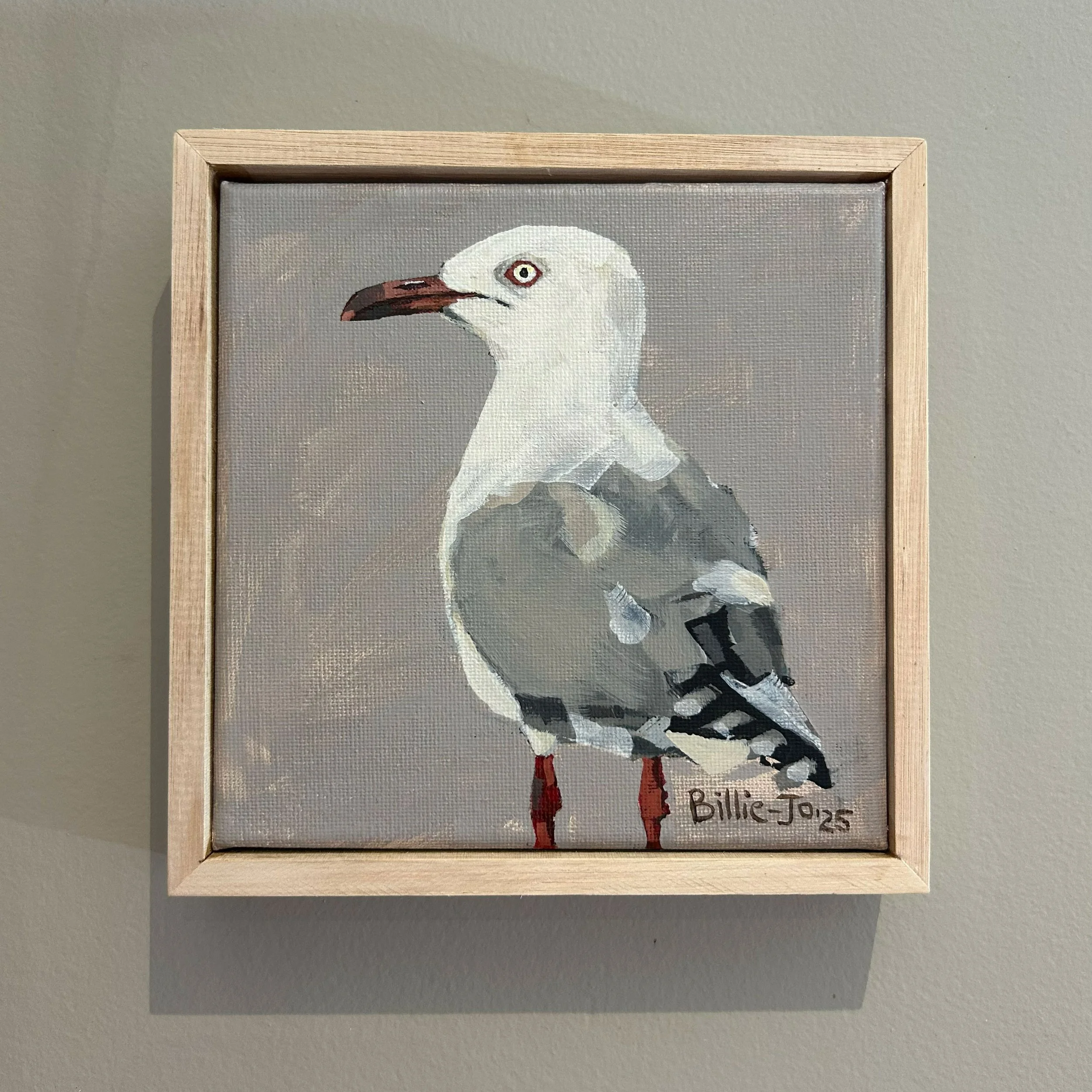 Silver gull (Australian seagull)