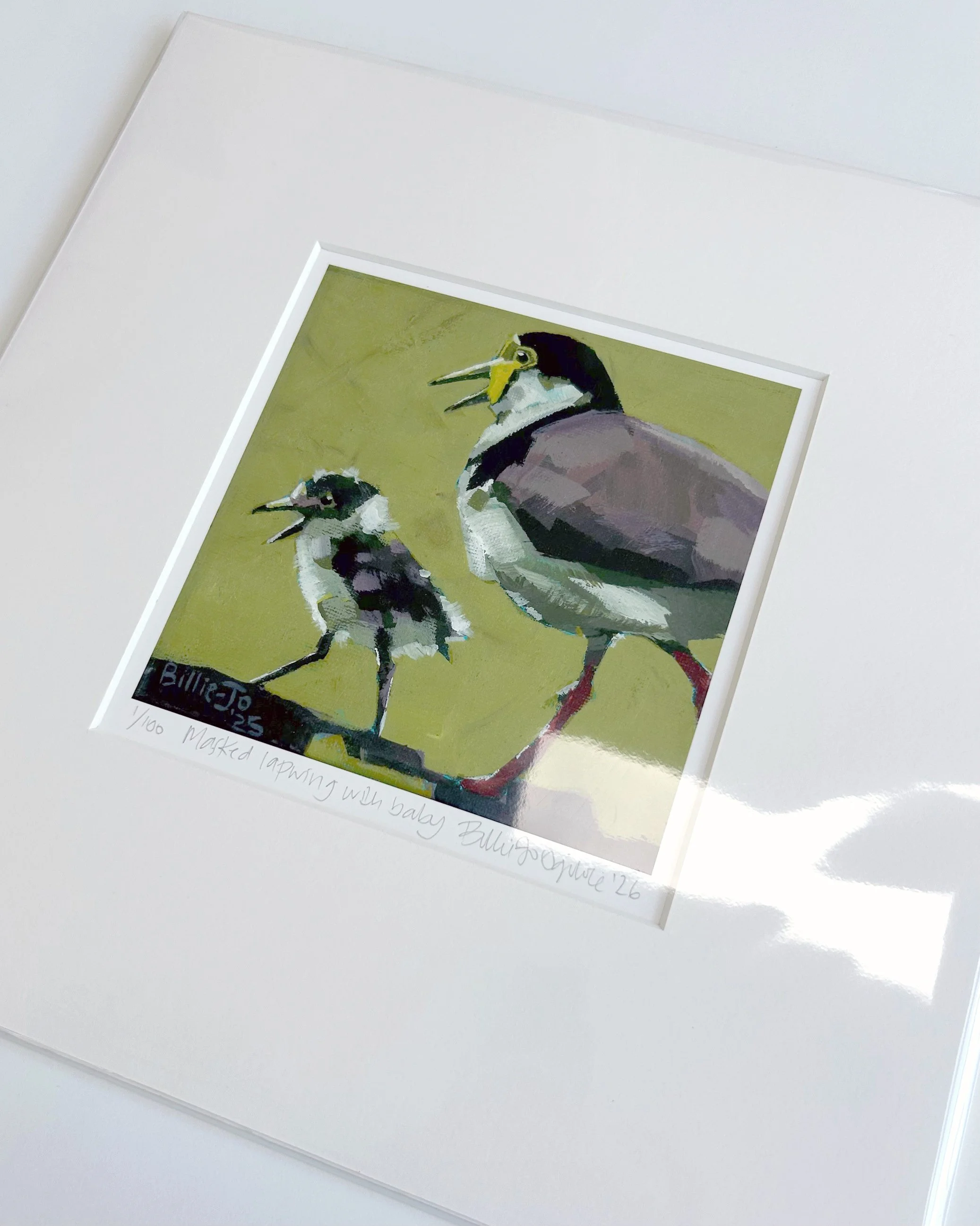 Masked lapwing 4.jpg