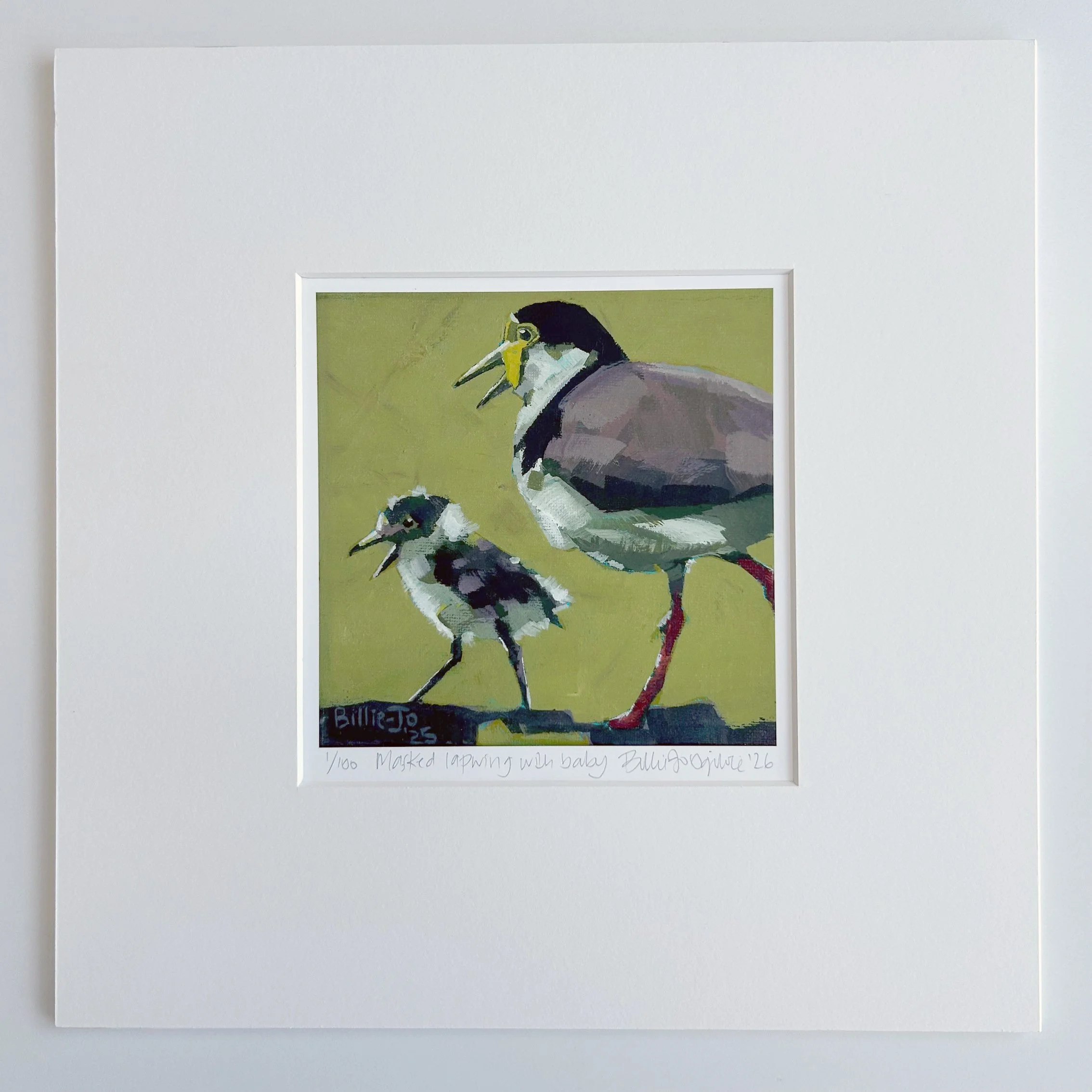 Masked lapwing with baby: Limited edition print, ready to frame