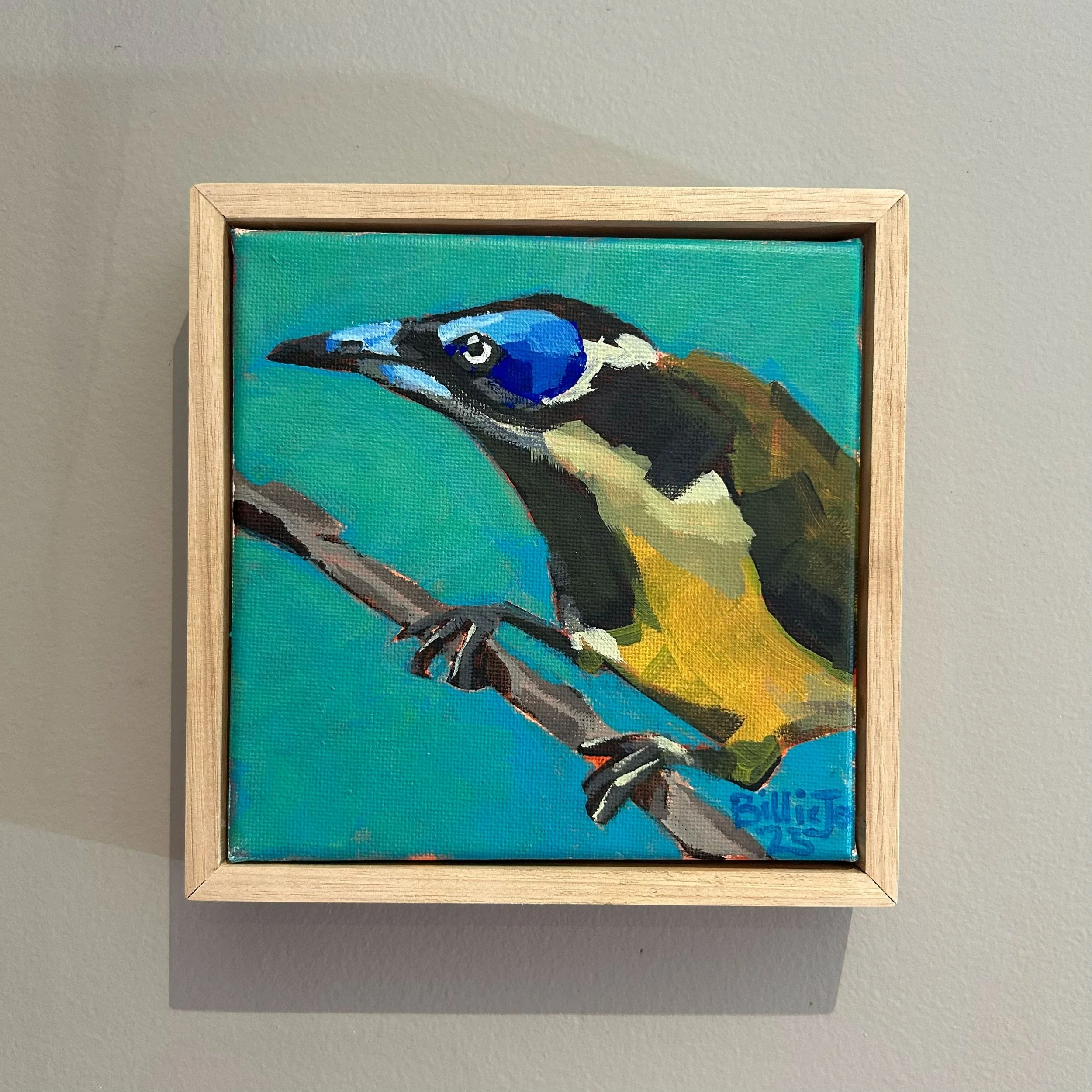 Blue-faced honeyeater I