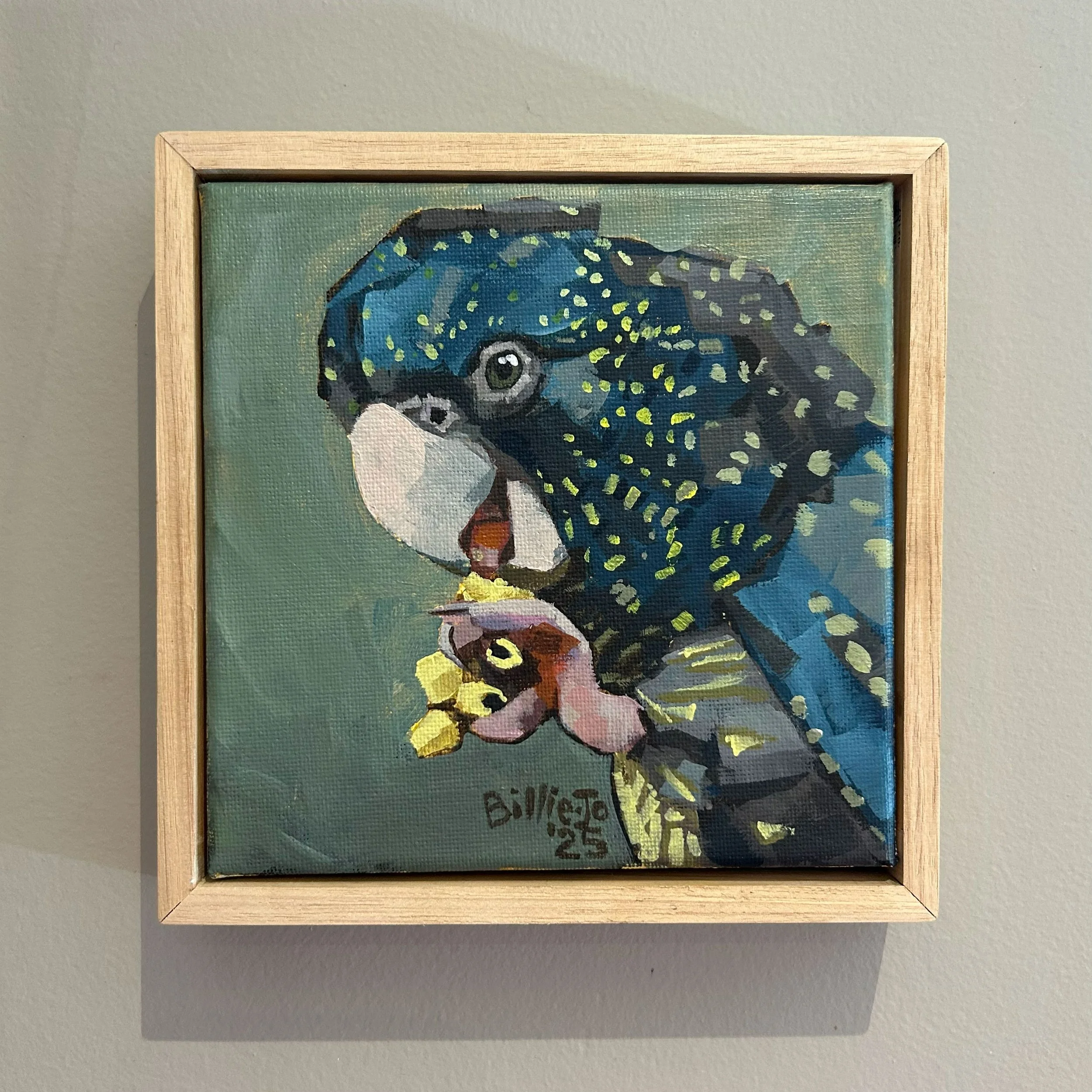 Red-tailed black cockatoo