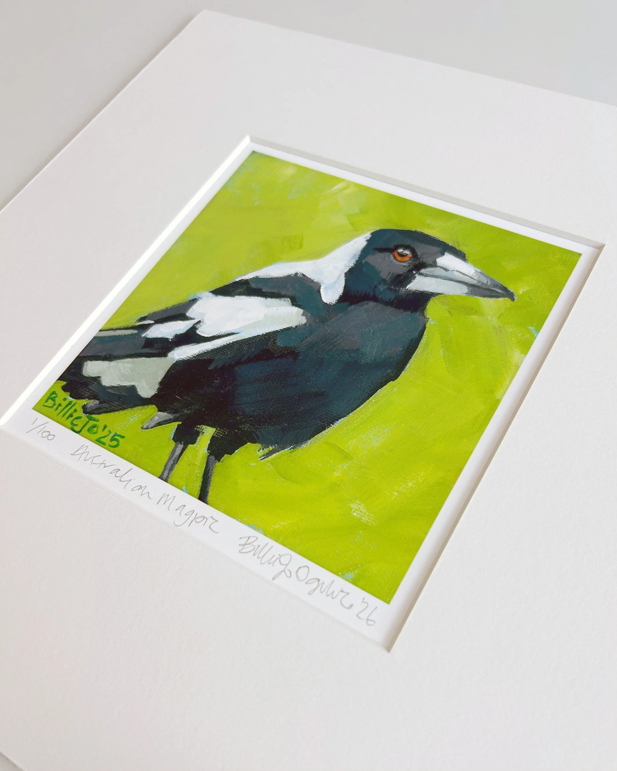 Australian magpie 3.jpg