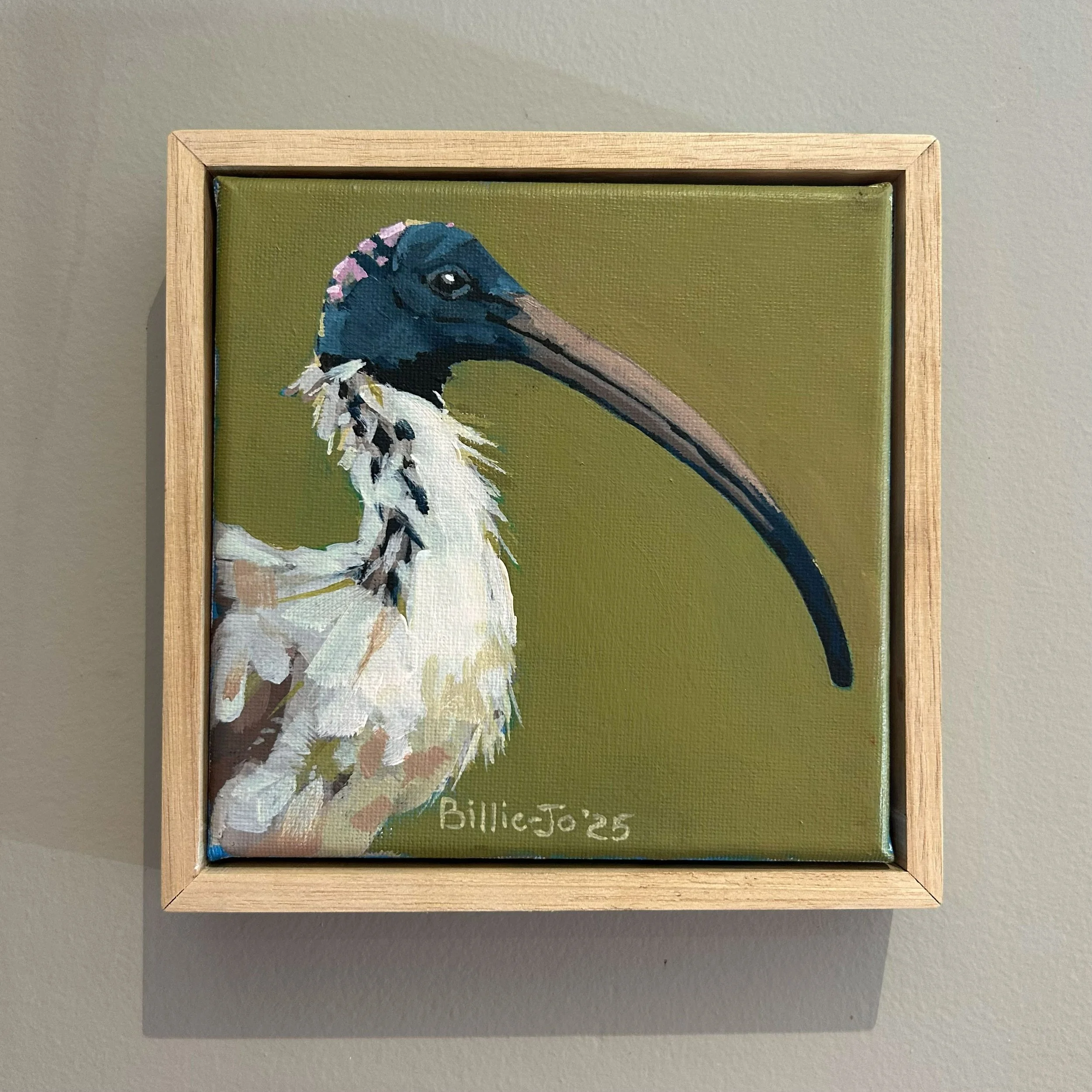 Australian ibis (bin chicken)