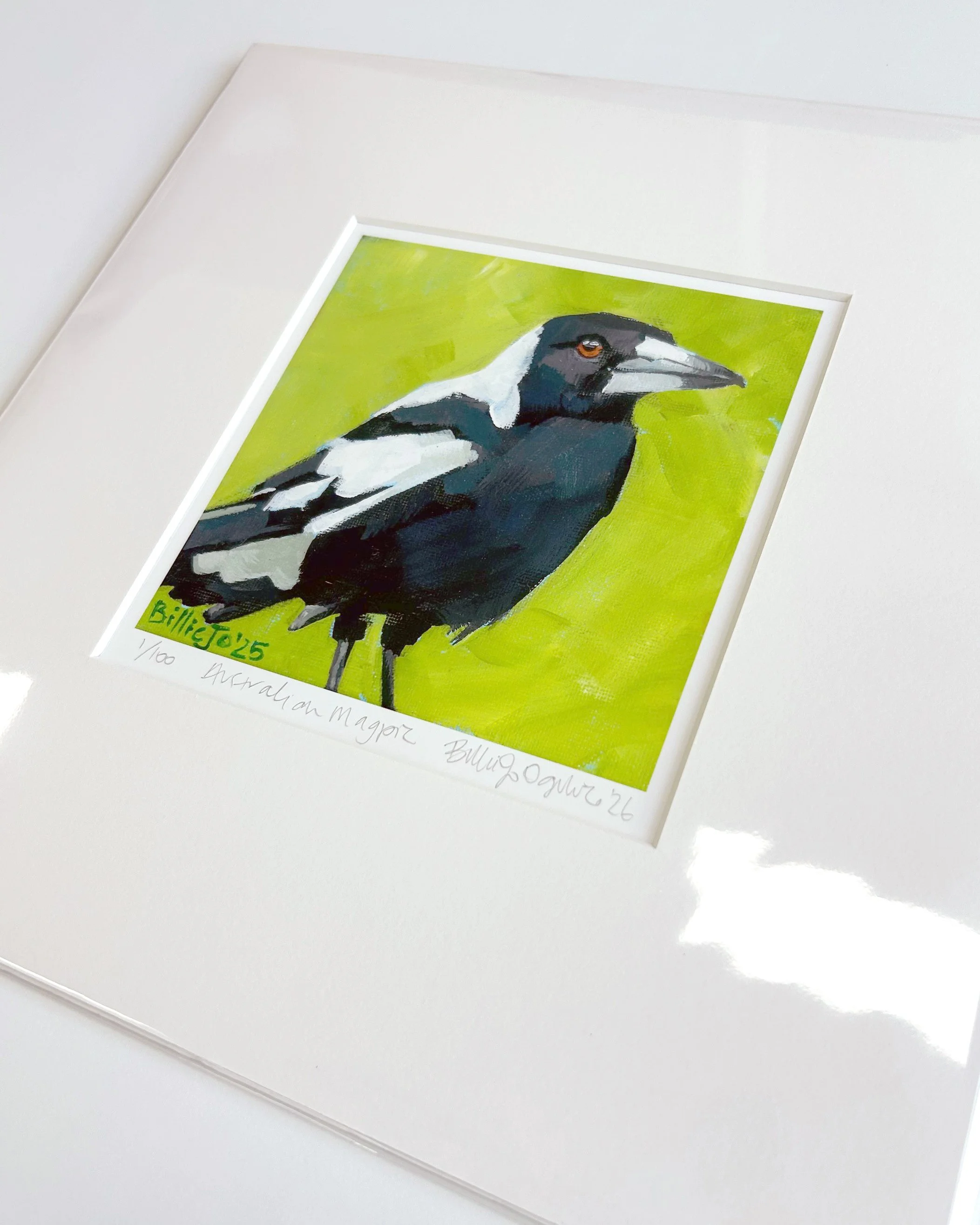 Australian magpie 4.jpg