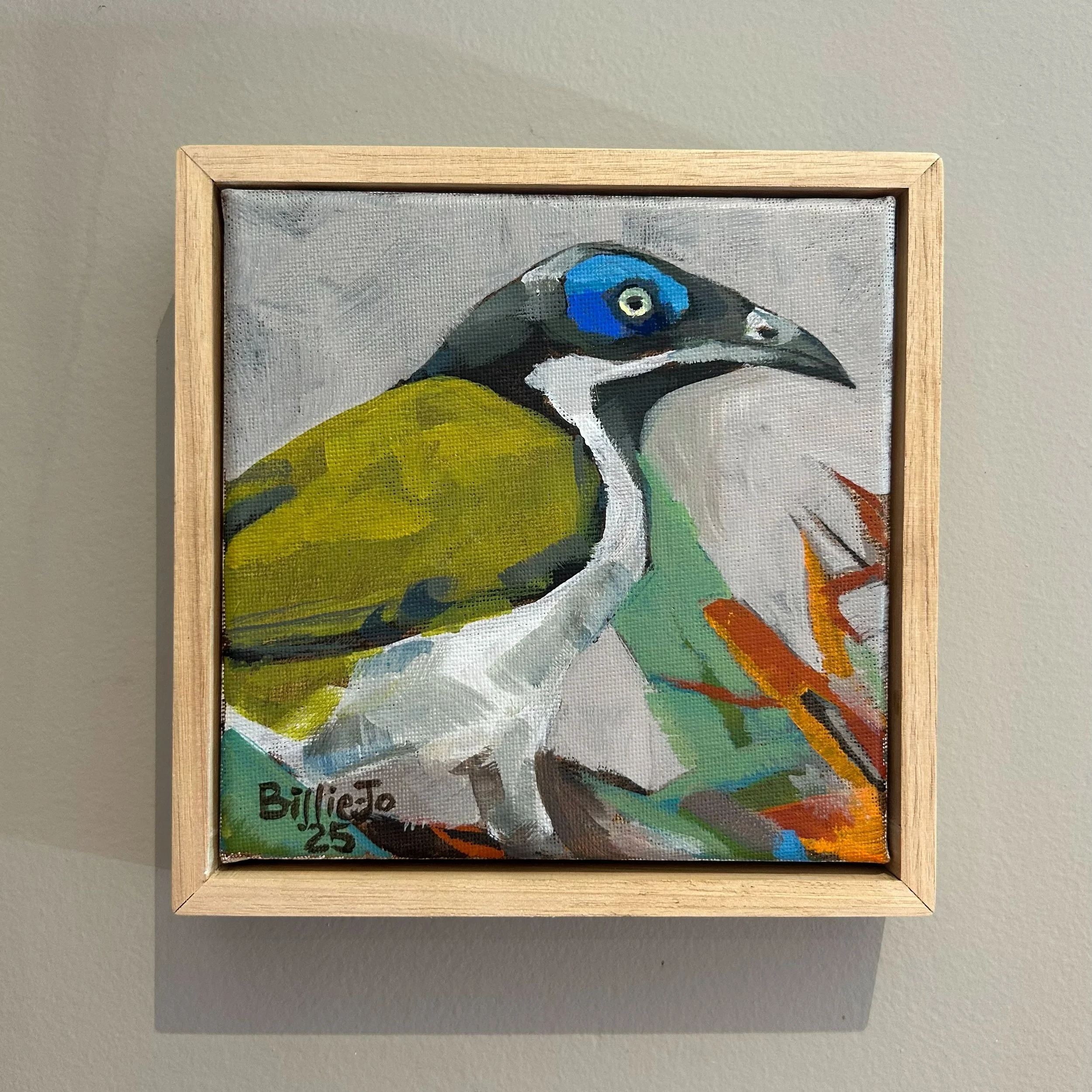 Blue-faced honeyeater II
