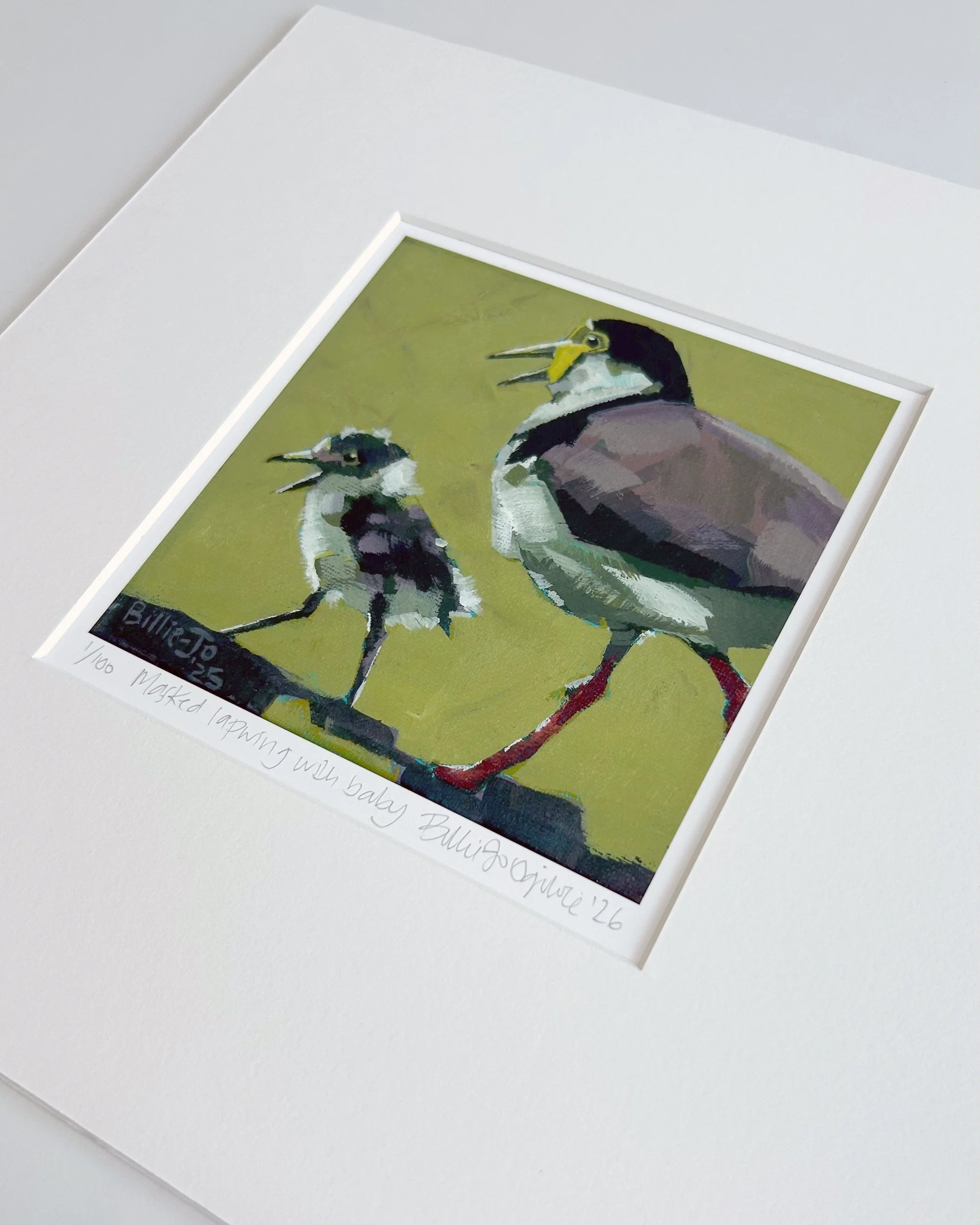 Masked lapwing 3.jpg