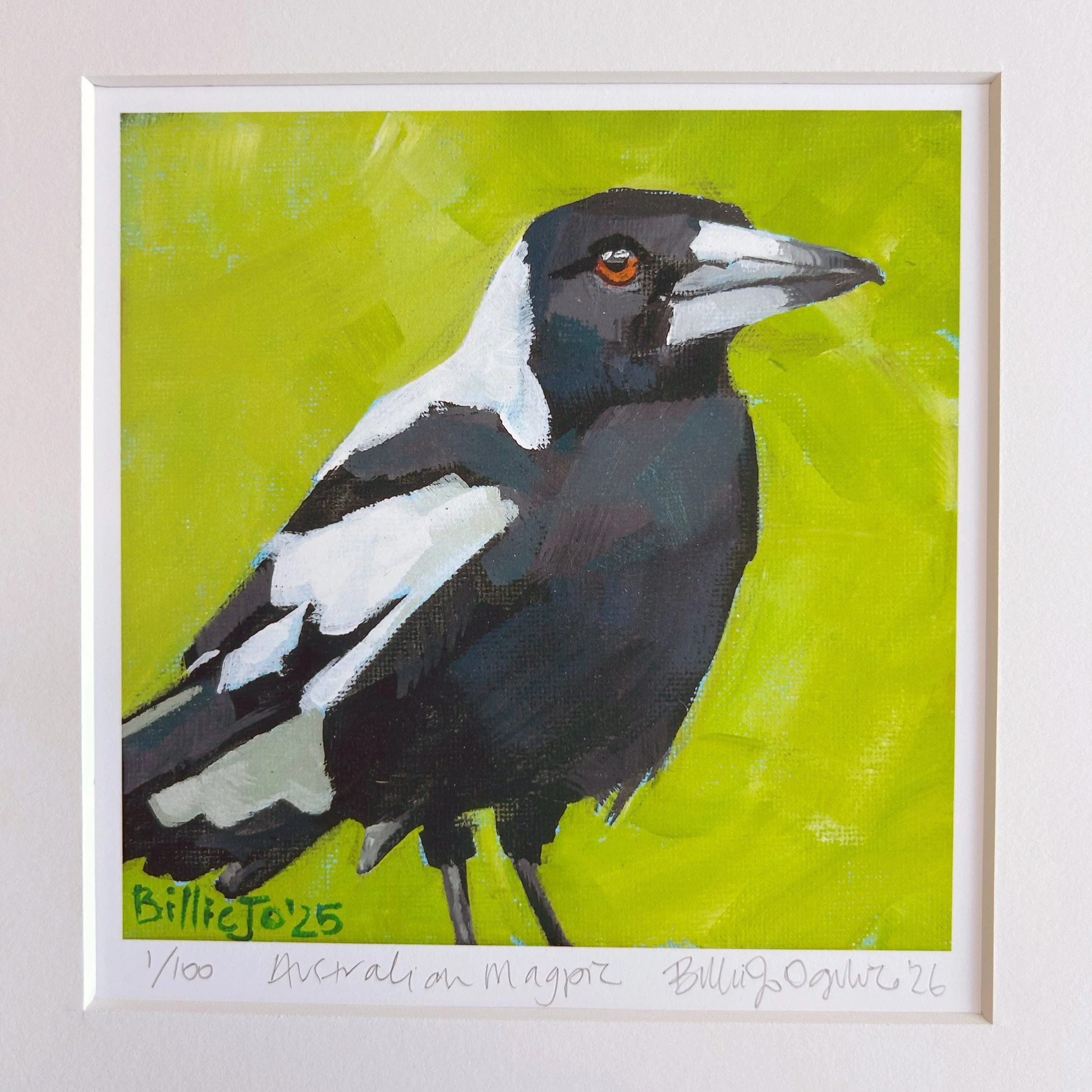 Australian magpie 2.jpg