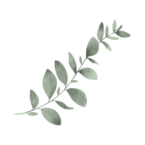 A green leafy plant branch with round, smooth leaves against a transparent background.