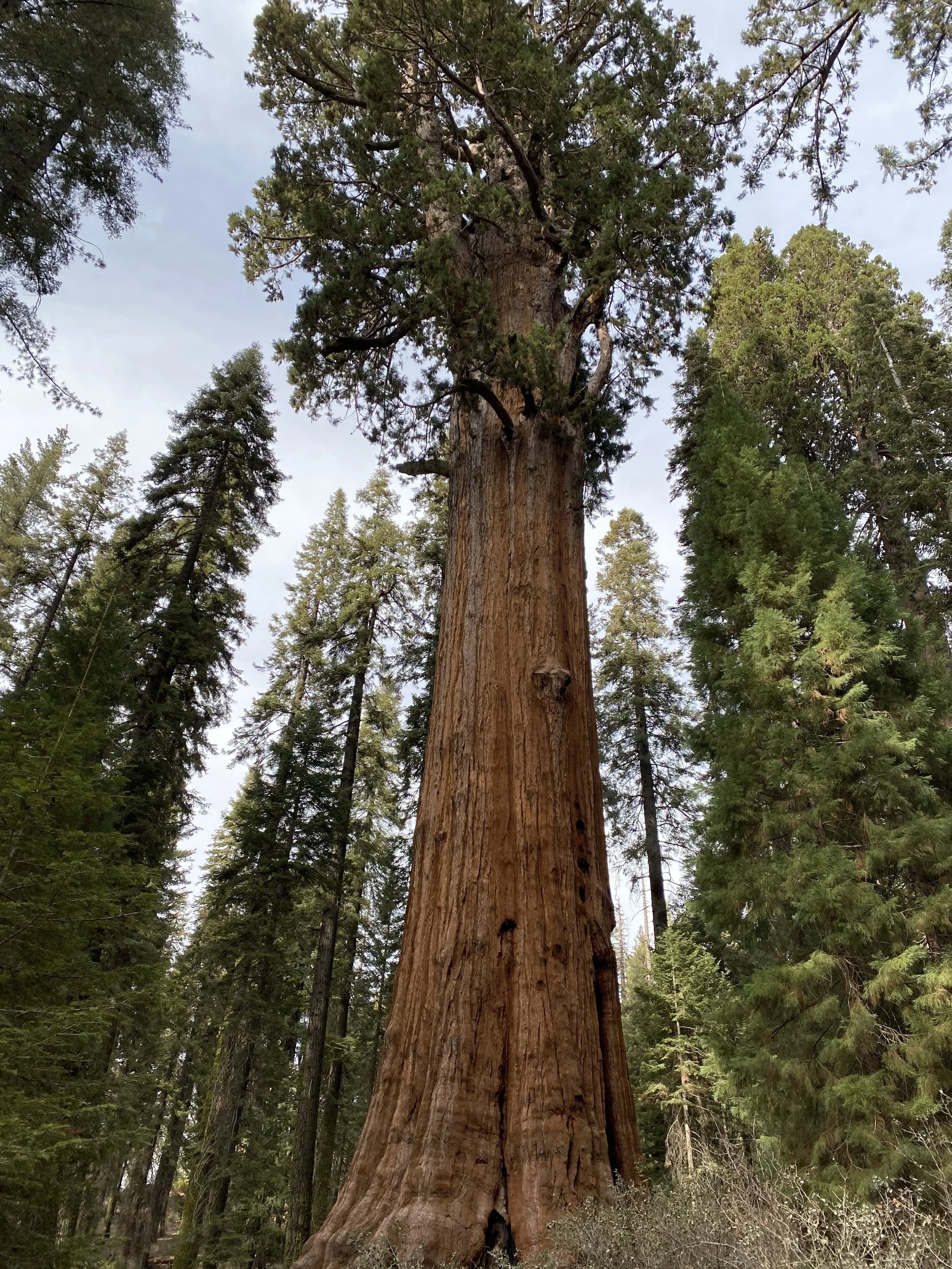 Laura Sgro, LCSW licensed anxiety and trauma therapist