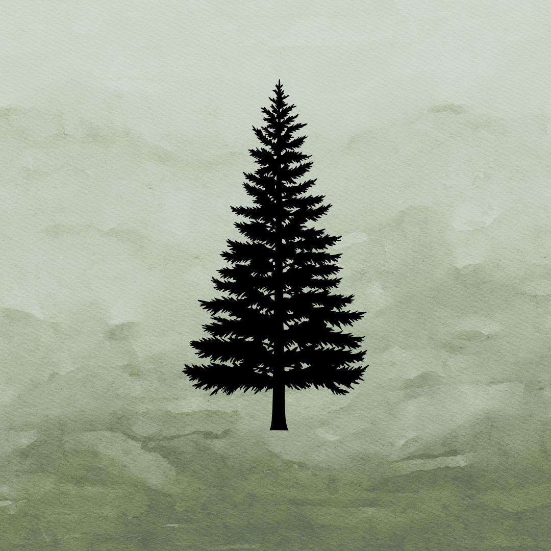 Silhouette of a pine tree against a watercolor-style cloudy green sky.