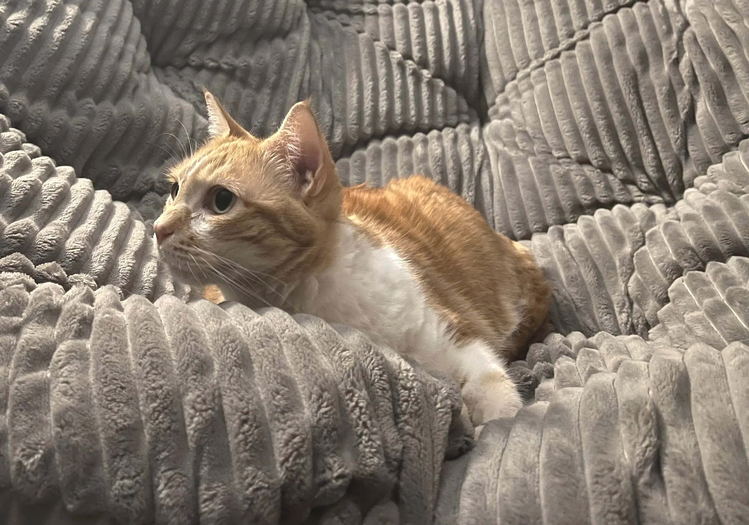 Holistic anxiety and trauma therapy for adults