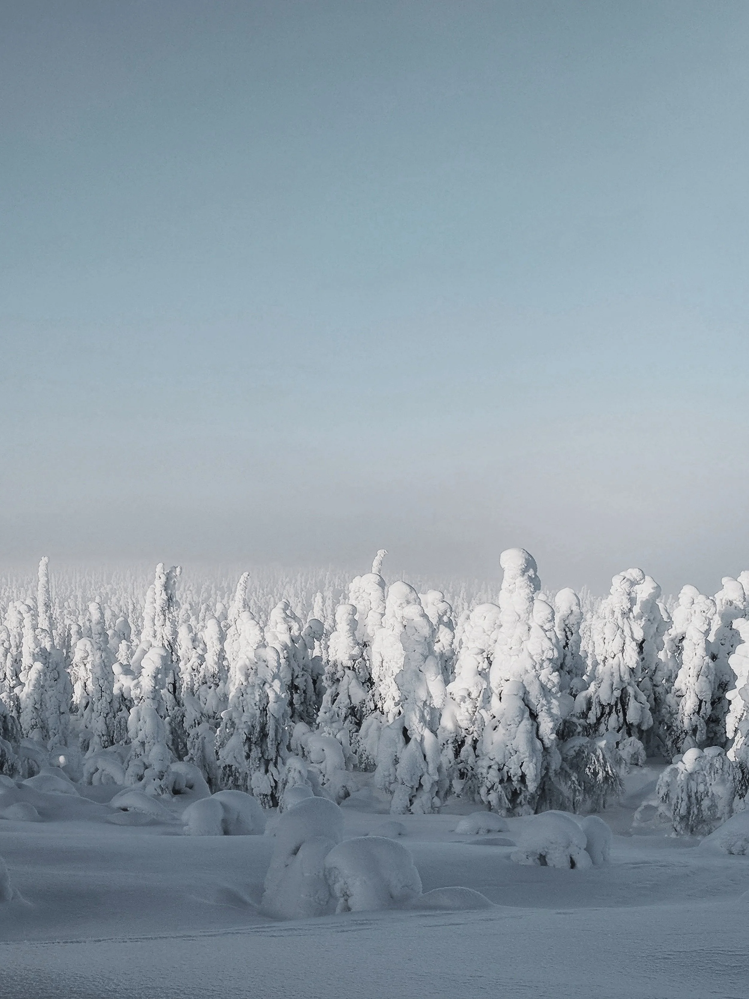Snow-covered forest with trees heavily laden with snow under a clear sky.
