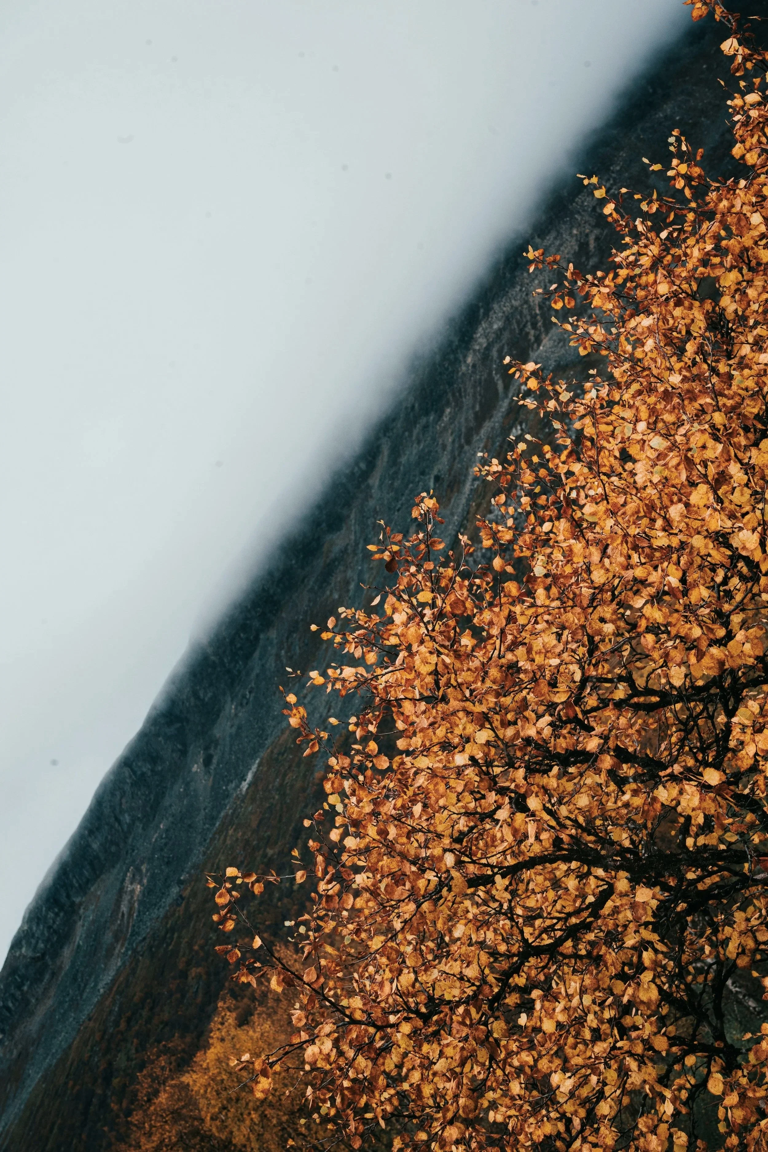 A view of a foggy mountain with autumn-colored trees in the foreground.