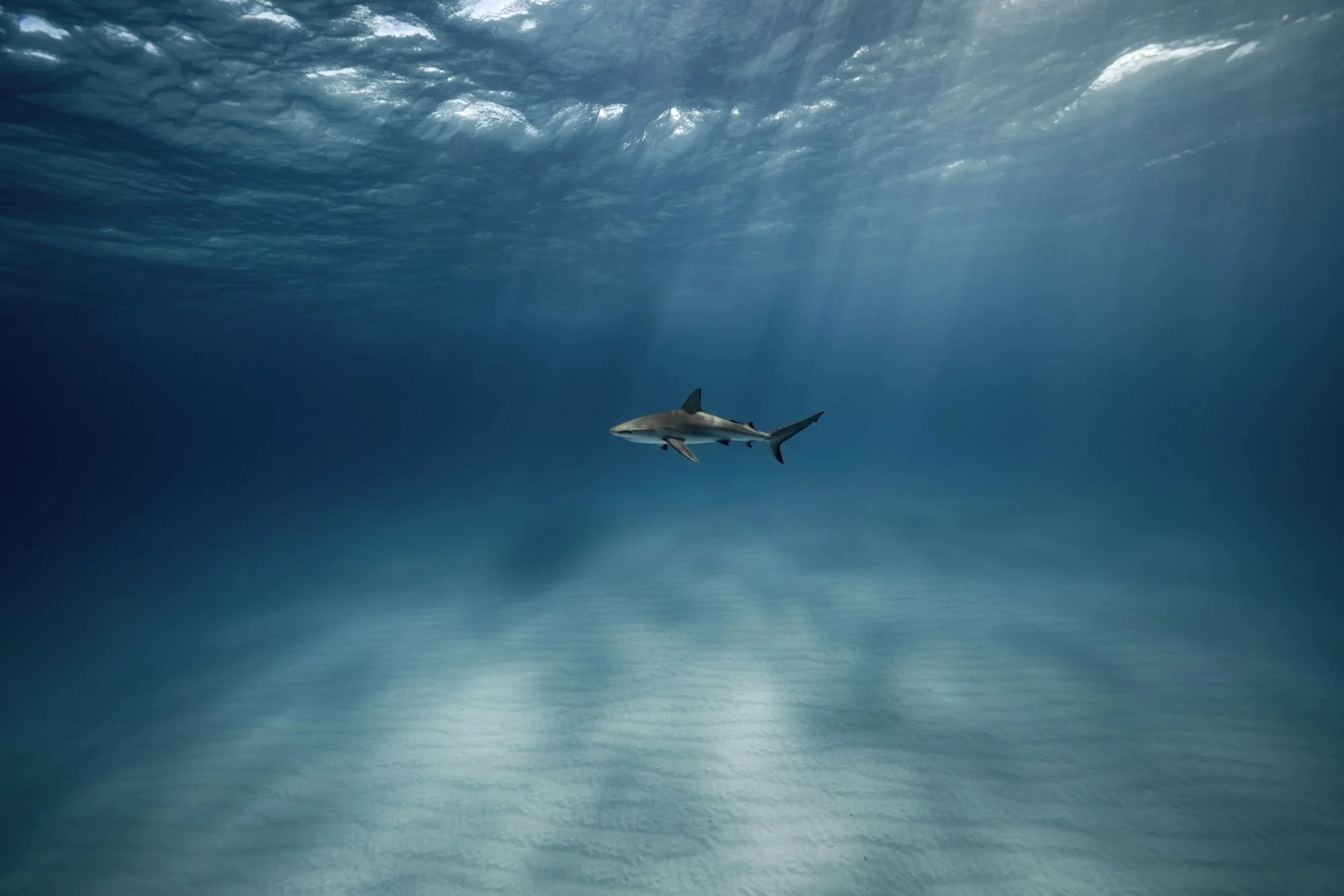 Reef shark in the current of a Huvadhu Atoll channel