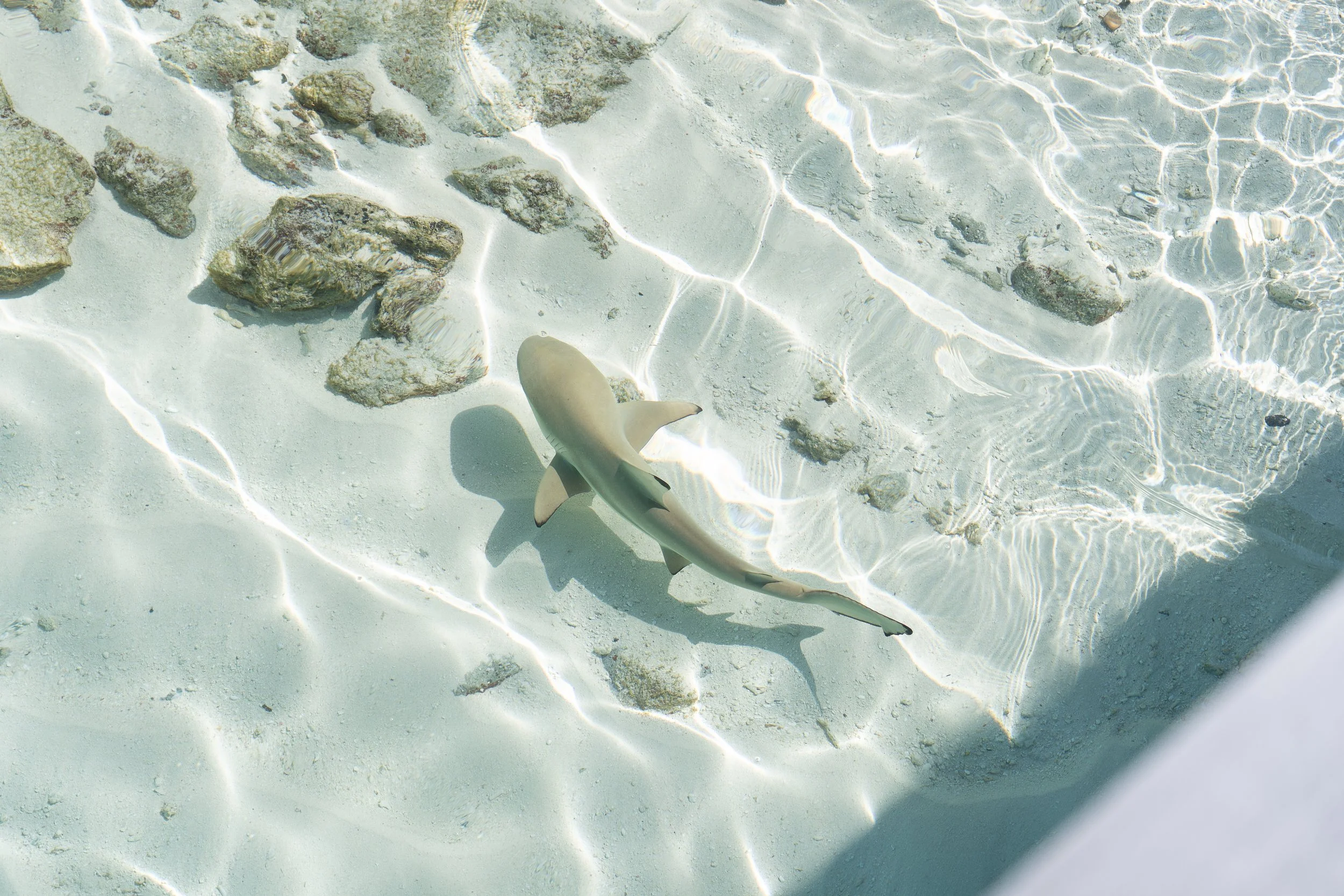 &nbsp;Huvadhu&nbsp;Atoll Diving: A Deep South Shark Lover’s Guide&nbsp;