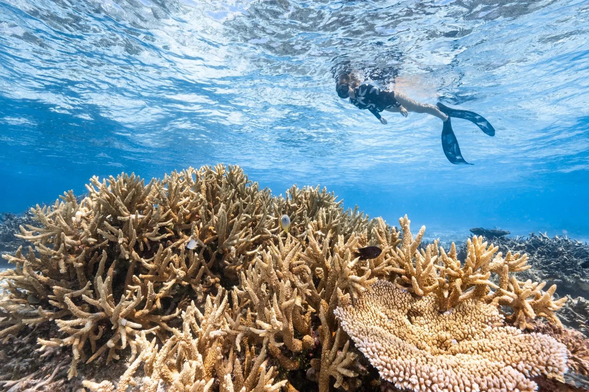 Huvadhu Atoll Snorkeling: A Guide to Pristine Reefs &amp; Whale Sharks