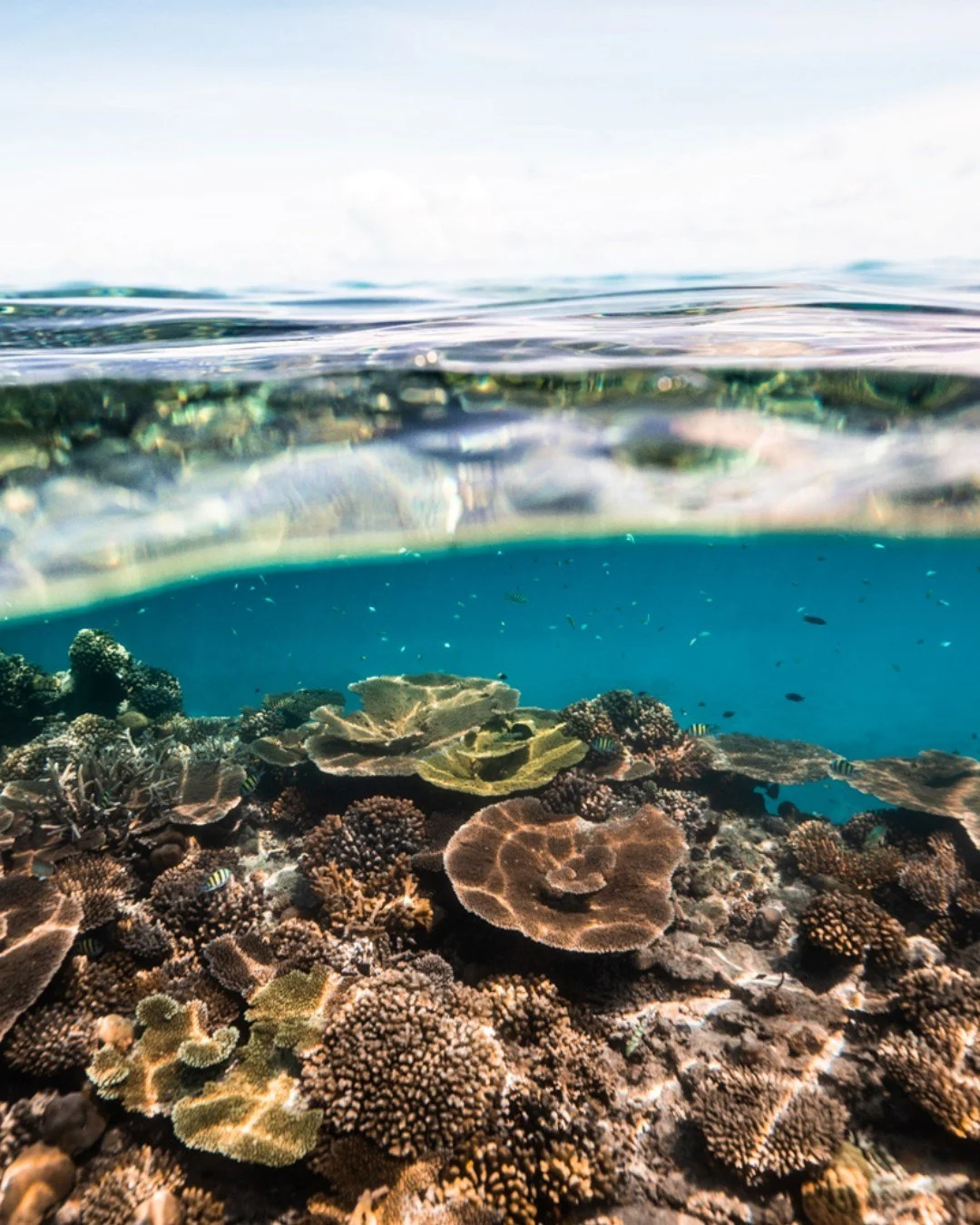 Below the surface, the Maldives reveals its quieter truth. A world shaped not for spectacle, but for balance.
 
Coral grows slowly here, layer by layer, year by year. Turtles move without urgency, following routes older than memory. Nothing performs.