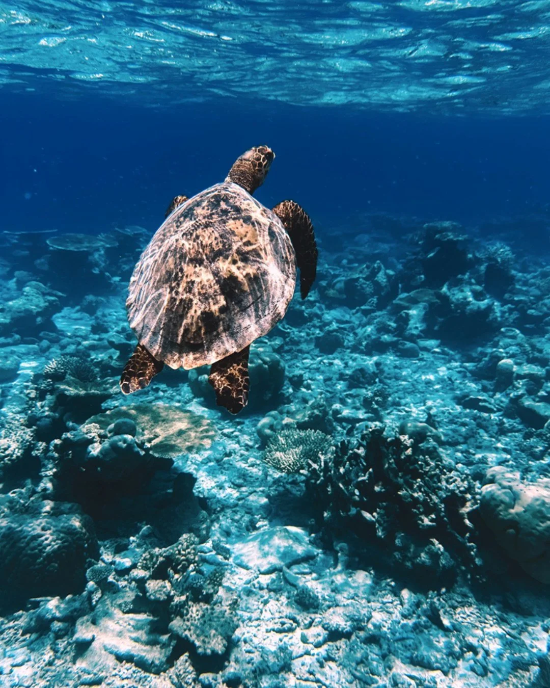 You do not chase moments like this.
 You slow down enough to notice them.

 A turtle passes by, uninterested in your presence.
 For a brief moment, you share the same space.
 Then it disappears back into the blue.

 Encounters in Huvadhu Atoll are ne