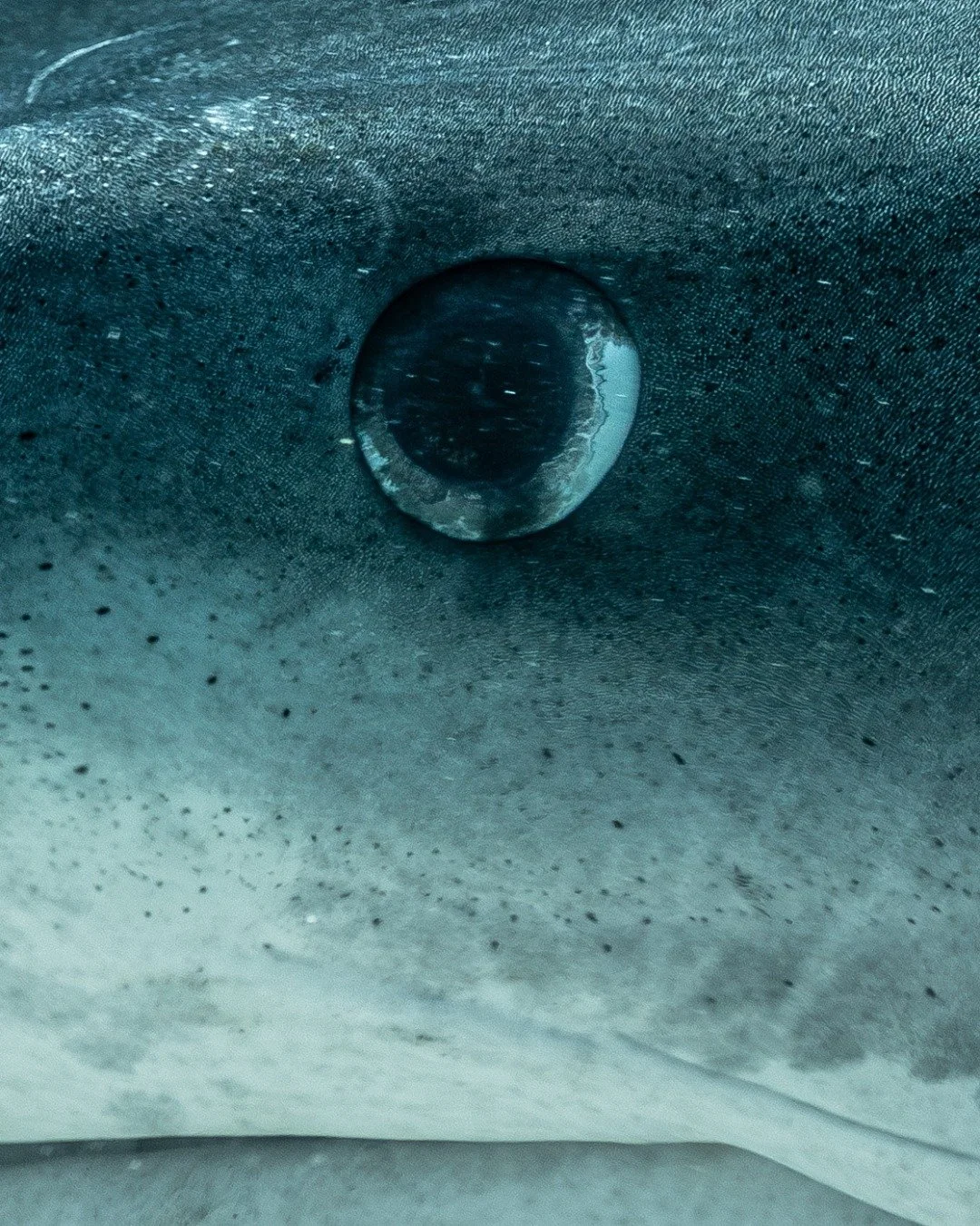 Power. Presence. Perfection.

Just south of Huvadhu Atoll lies one of the Maldives&rsquo; most extraordinary ocean encounters. A day journey to Fuvahmulah takes you into a deep blue waters world-renowned for tiger shark sightings. Here, both divers a