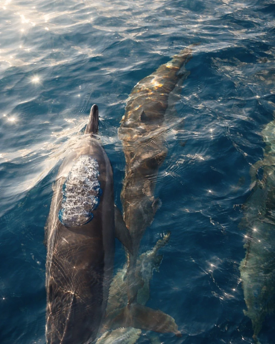 In Huvadhu, seeing dolphins is never a surprise. It is part of living close to the ocean.

They pass through these waters often, moving in quiet pods across the deep blue of the atoll. Sometimes they surface beside you. Sometimes they glide just bene