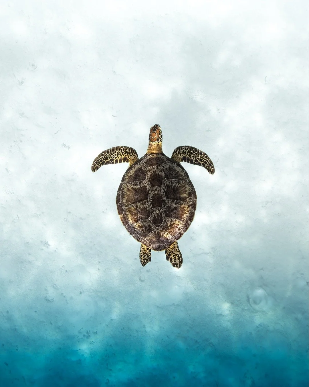 In Huvadhu Atoll, encounters like this are quiet and unhurried.

Sea turtles rest beneath the reef, moving slowly through coral formations they have known for years. There is no rush here. Just a steady rhythm shaped by the ocean itself.

To witness 