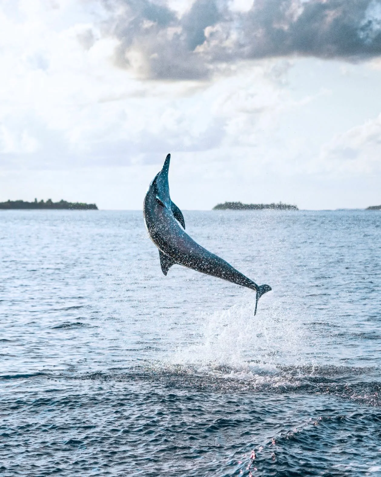 Nature has its own timing, and it is always the right one.

In Huvadhu Atoll, moments like this are never planned.

Dolphins move through these waters freely, following currents that carry life across the atoll. Sometimes they stay beneath the surfac