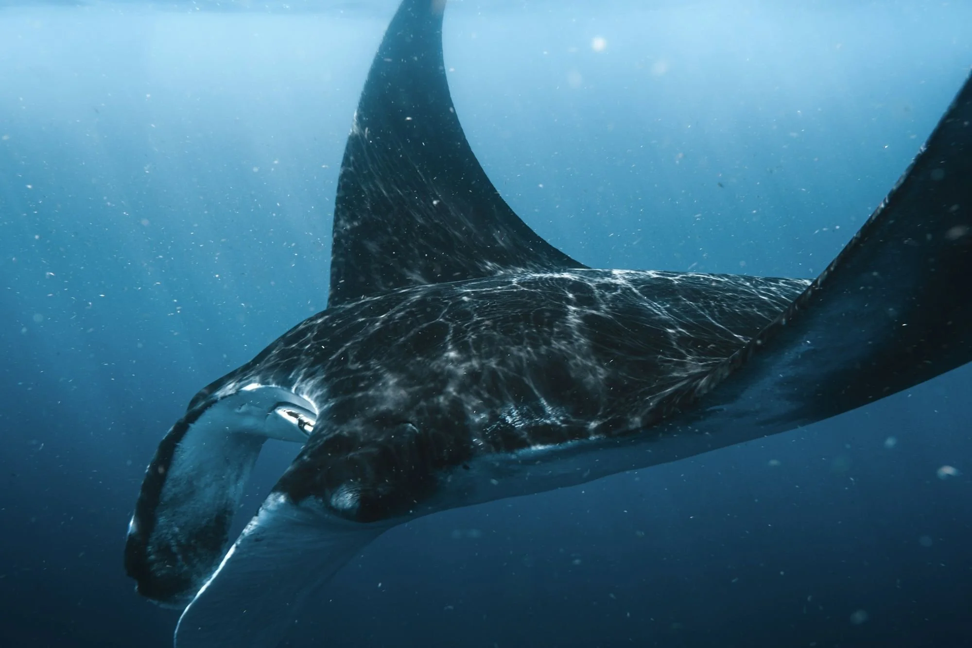 Manta Rays in the Maldives: A Deep South Guide