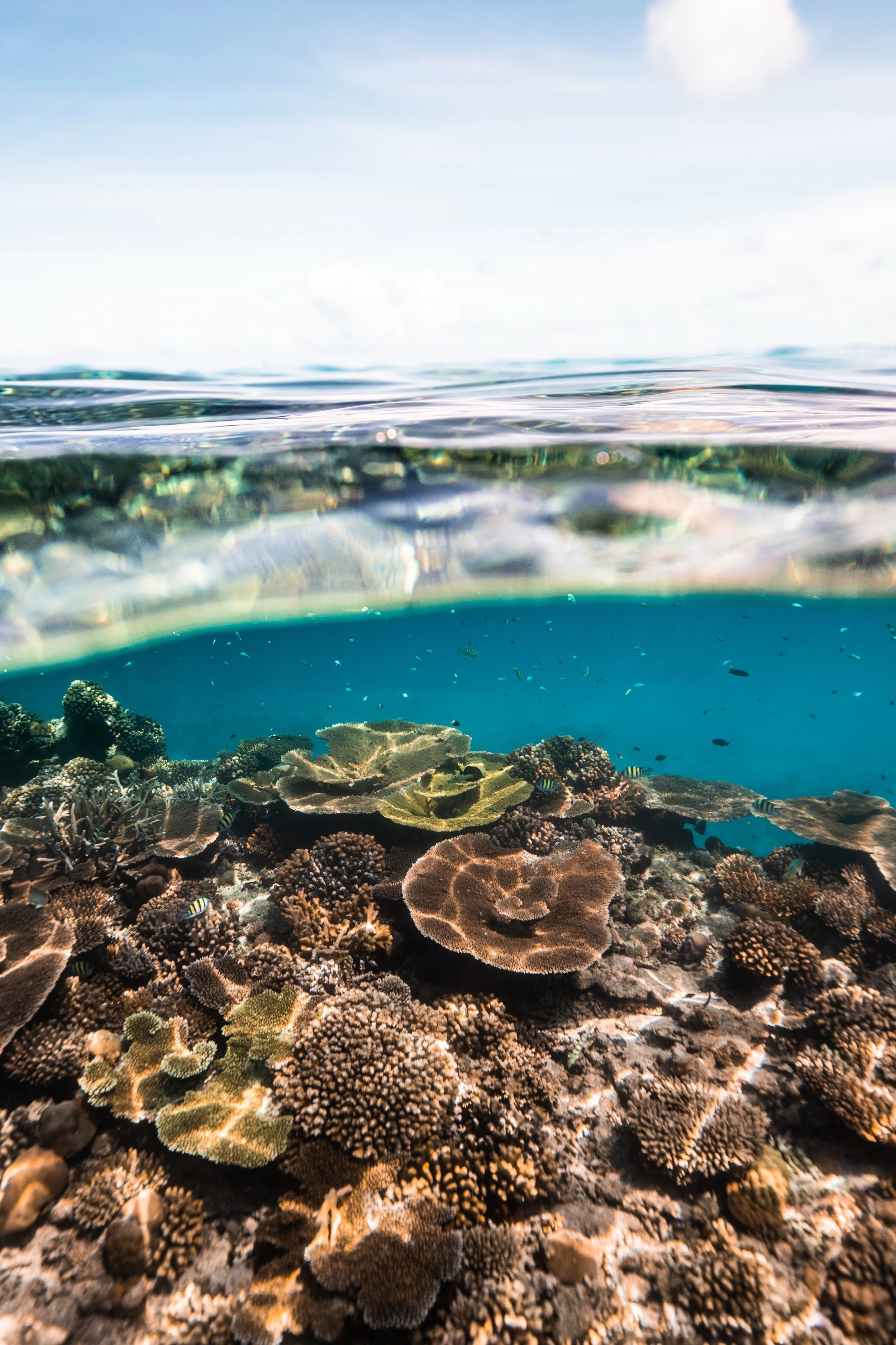 Underwater view of a coral reef with various coral formations and small fish swimming around, with the water's surface and sky visible above.