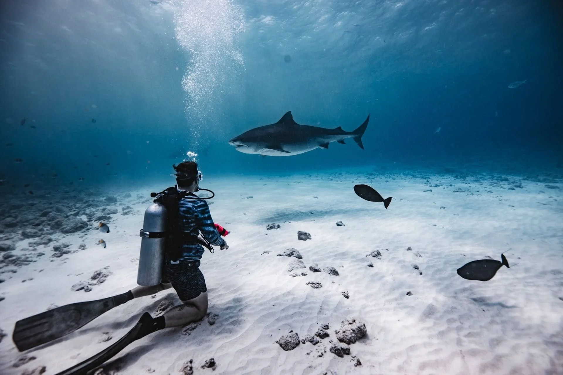 Scuba diver kneeling on the sand as a tiger shark passes at Fuvahmulah, Maldives