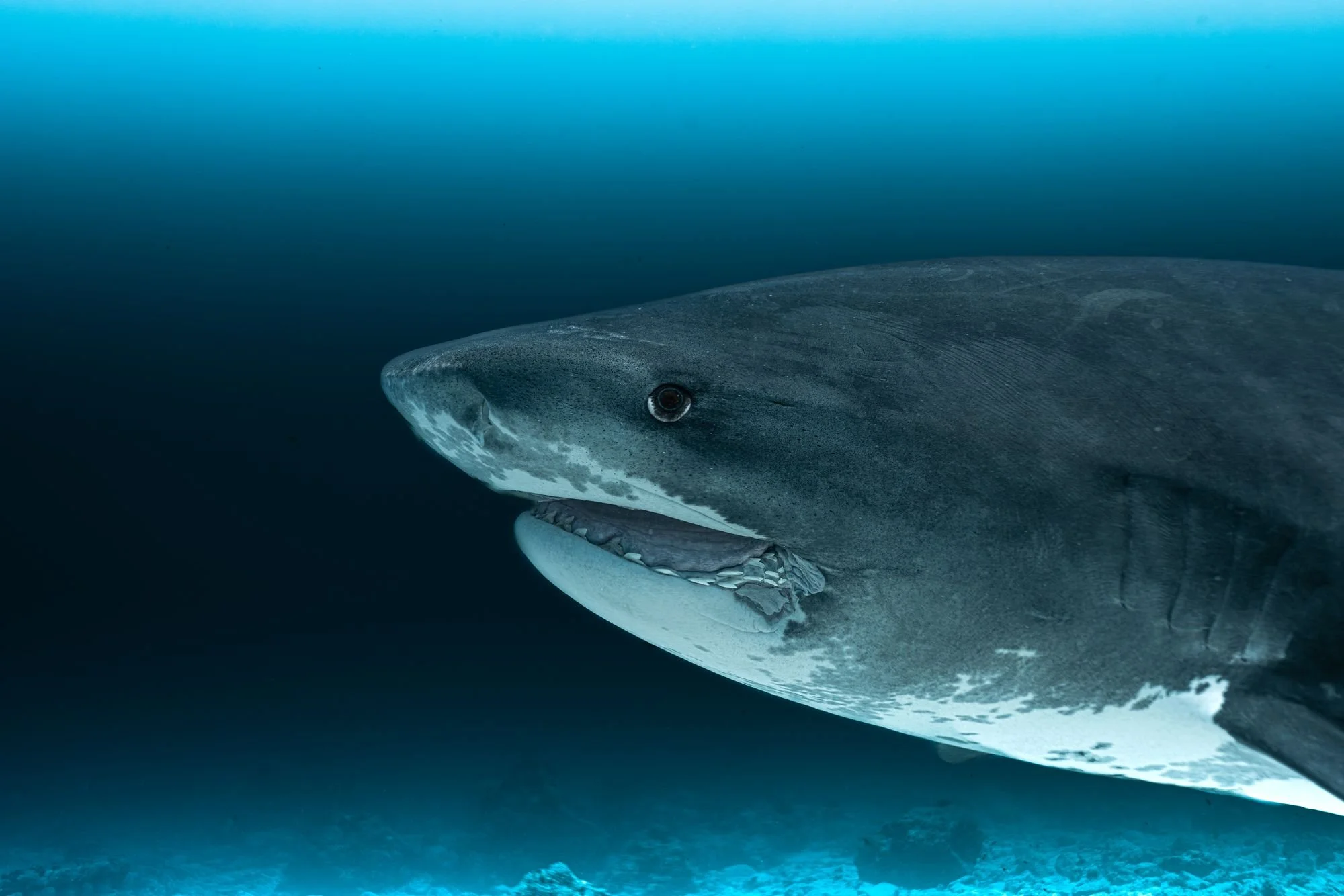 Tiger shark swimming close over the reef at Fuvahmulah, Maldives