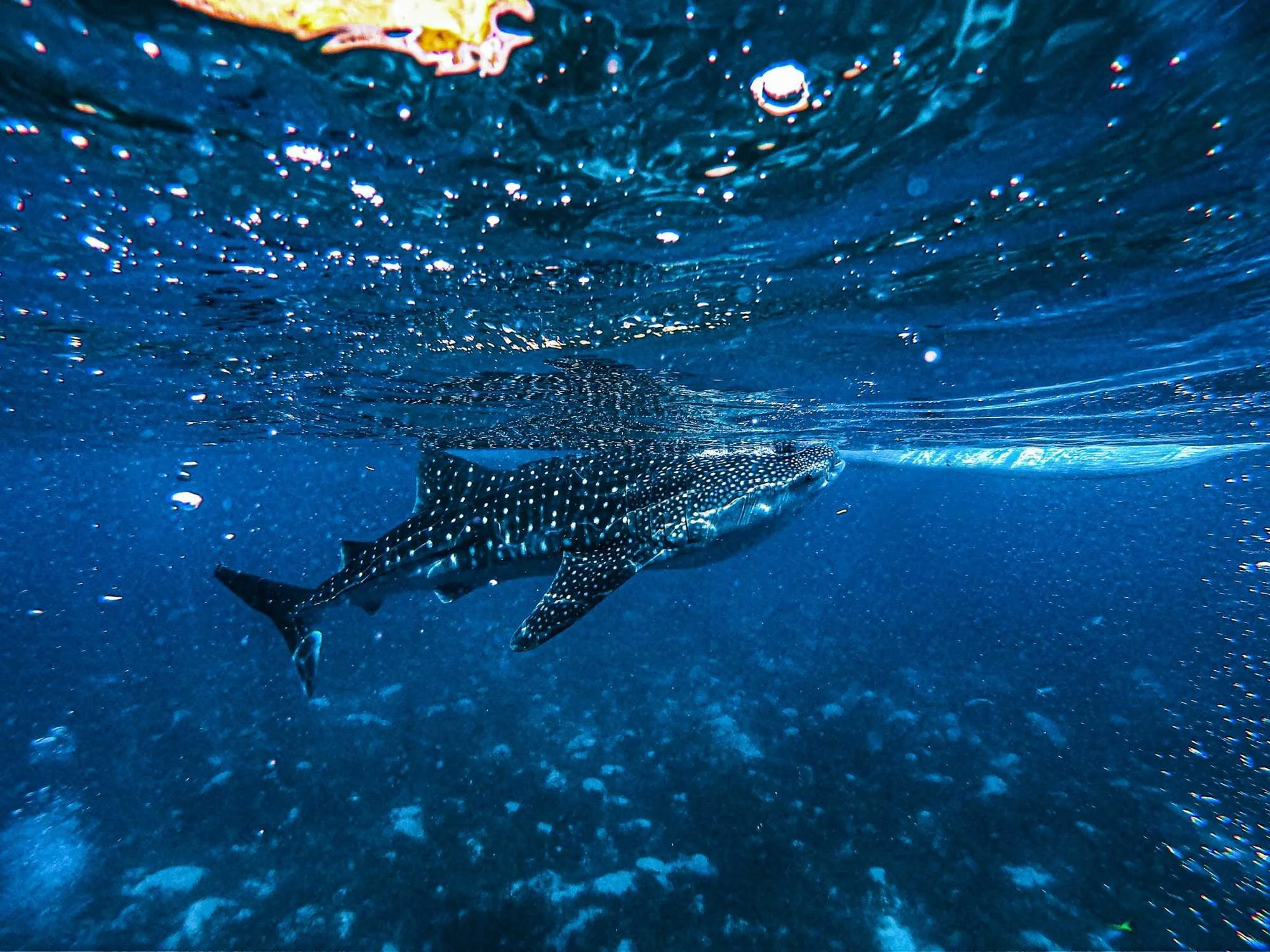 Snorkeller swimming beside a whale shark over a Huvadhu Atoll reef