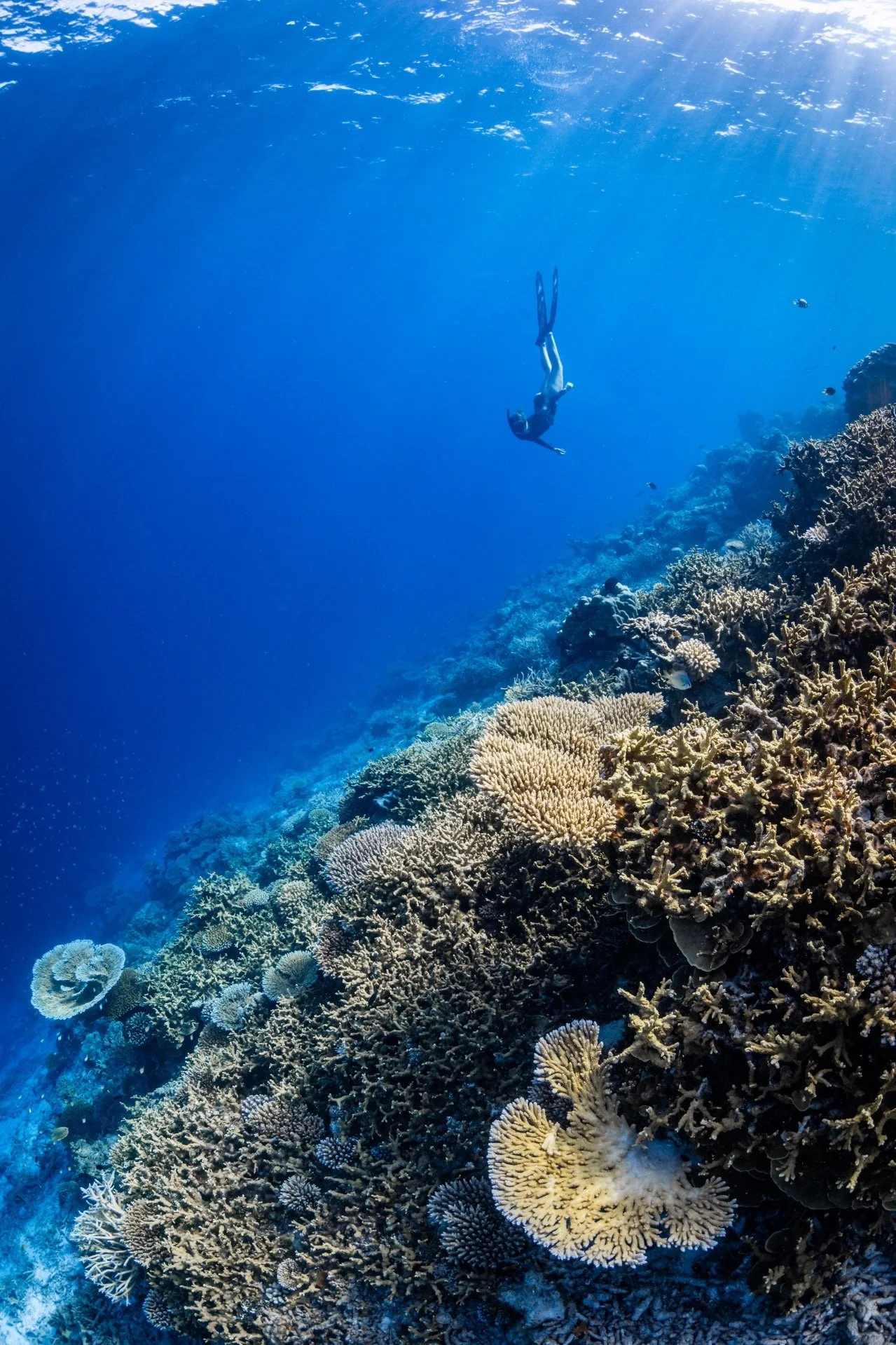 A diver swimming above a vibrant coral reef underwater.