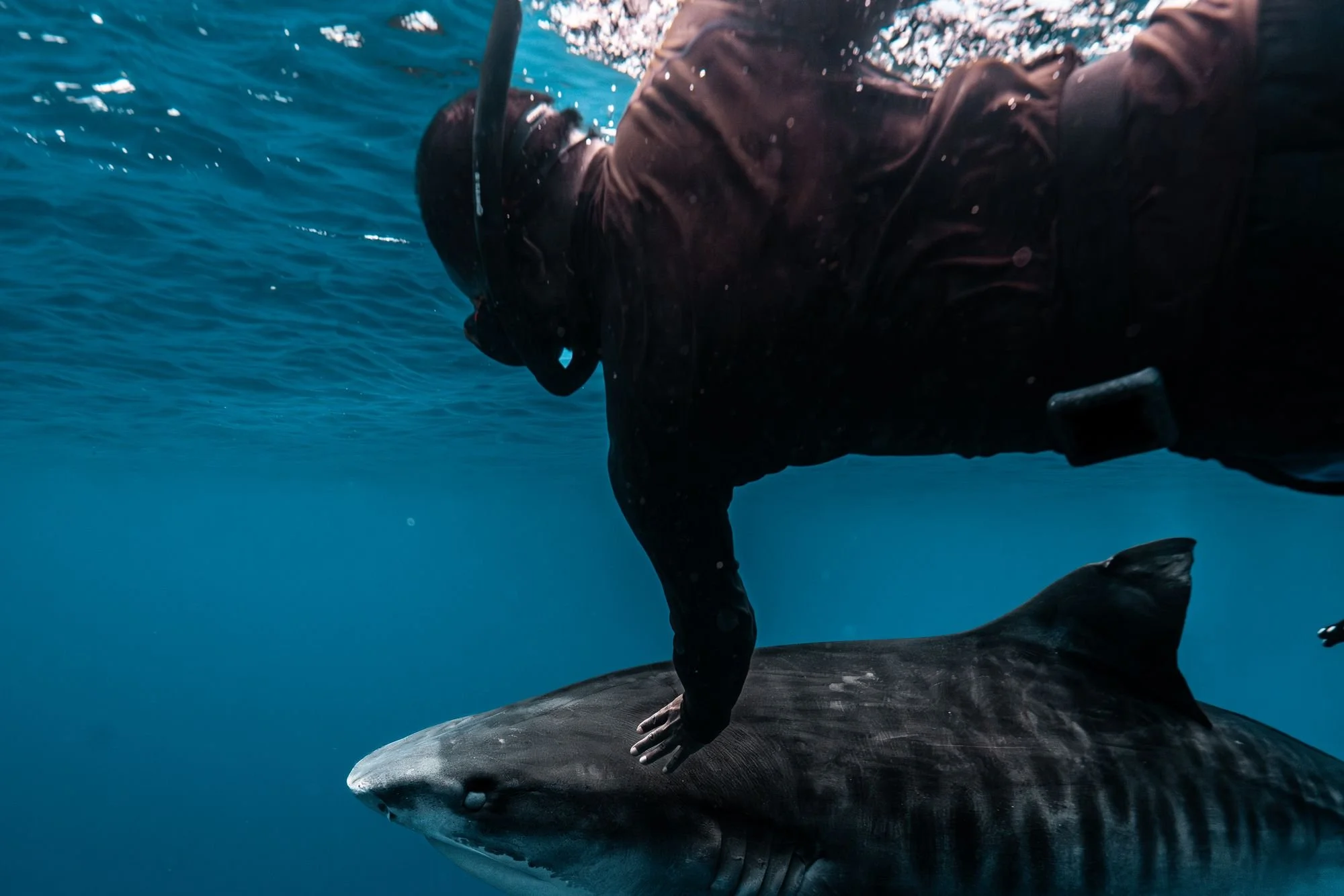 Freediver alongside a tiger shark on a managed encounter at Fuvahmulah