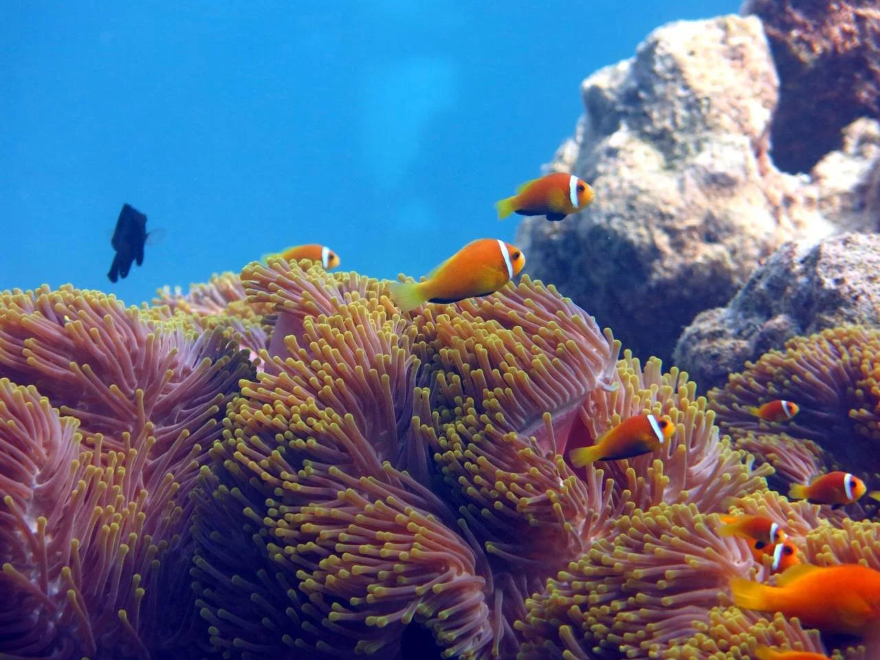Colorful clownfish swimming among pink and yellow sea anemones with rocks in the background.