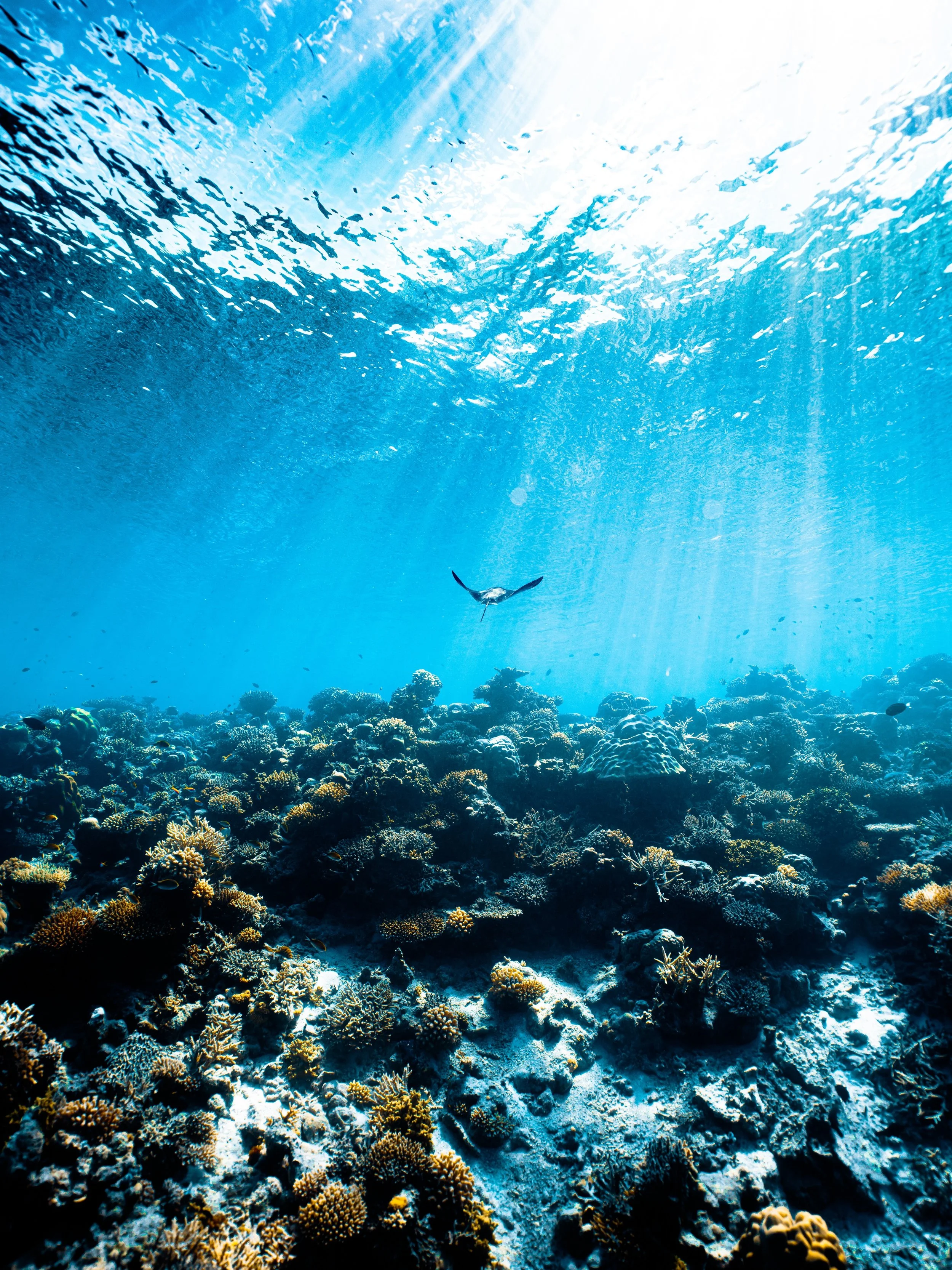 Underwater scene showing a coral reef with a variety of corals, a lone fish swimming, and sunlight streaming down through the water surface.