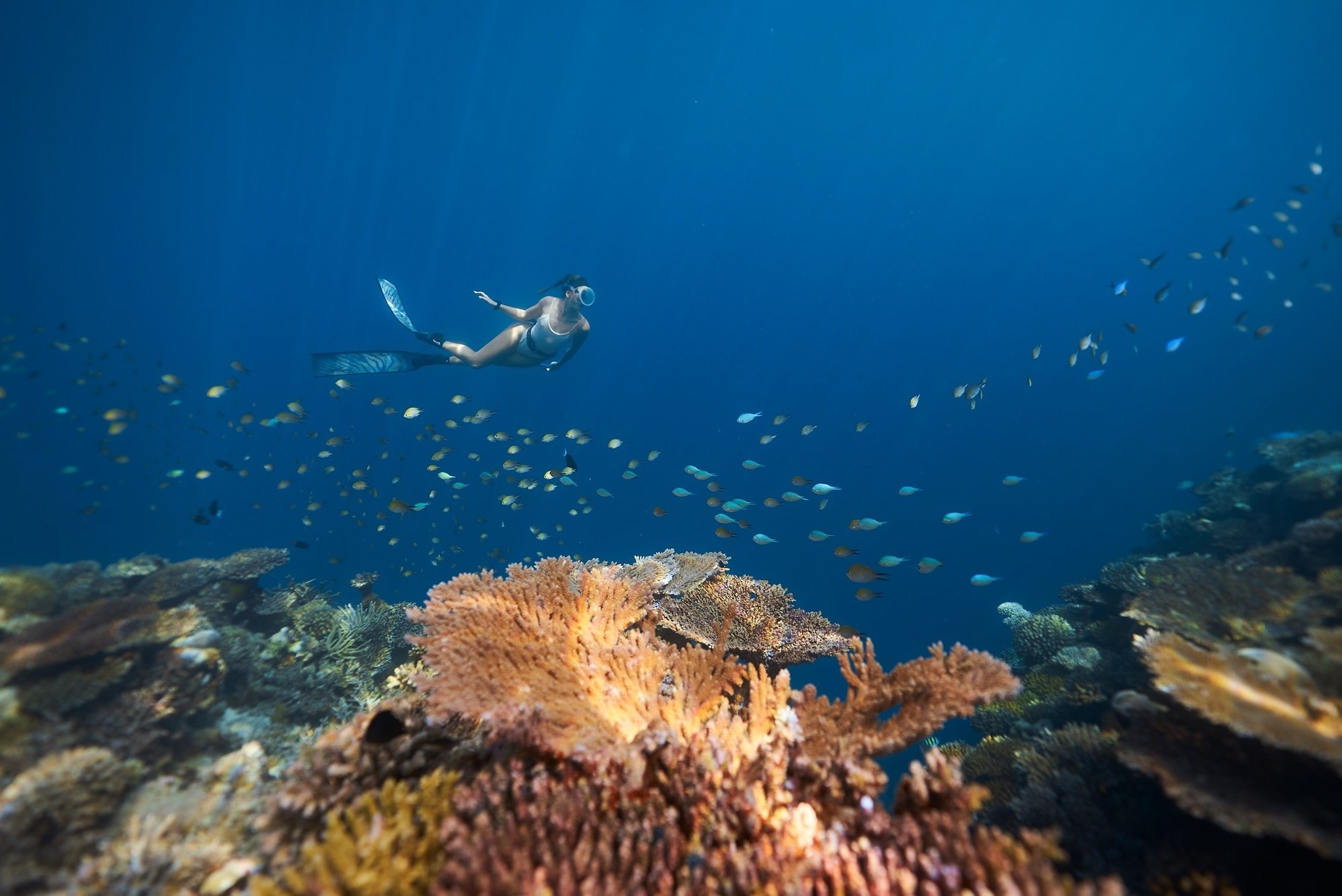 A woman scuba diving in the ocean above a coral reef with small fish swimming around.